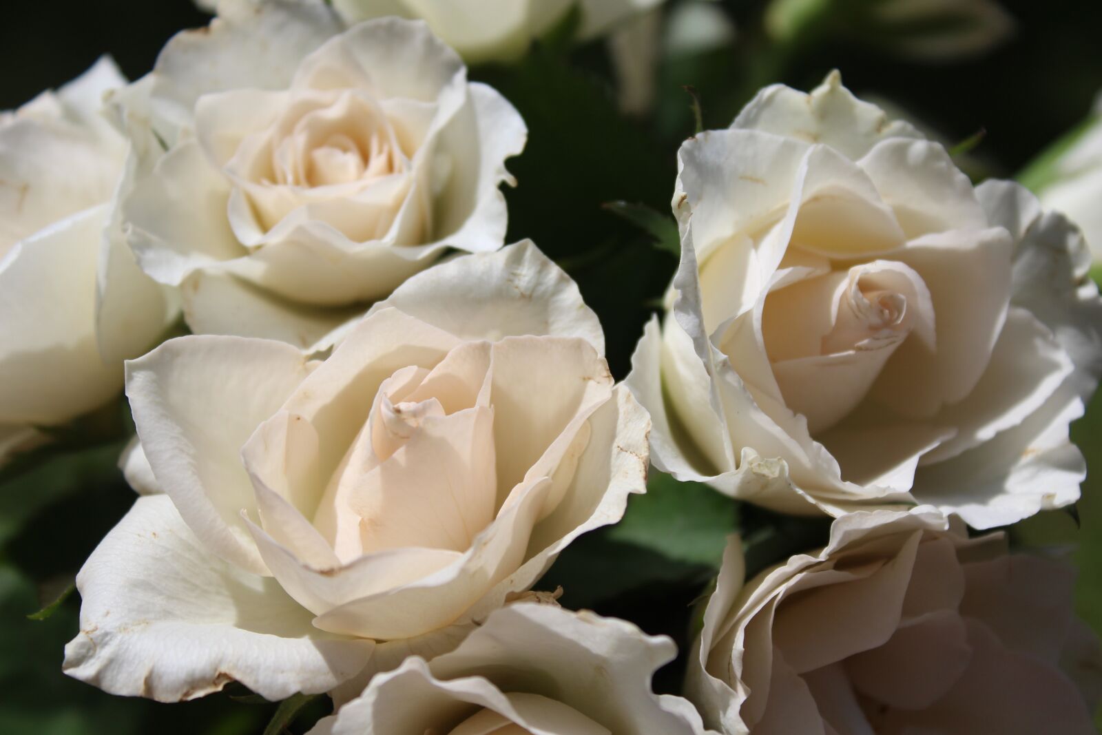 Canon EOS 1300D (EOS Rebel T6 / EOS Kiss X80) sample photo. Rose, white rose, love photography