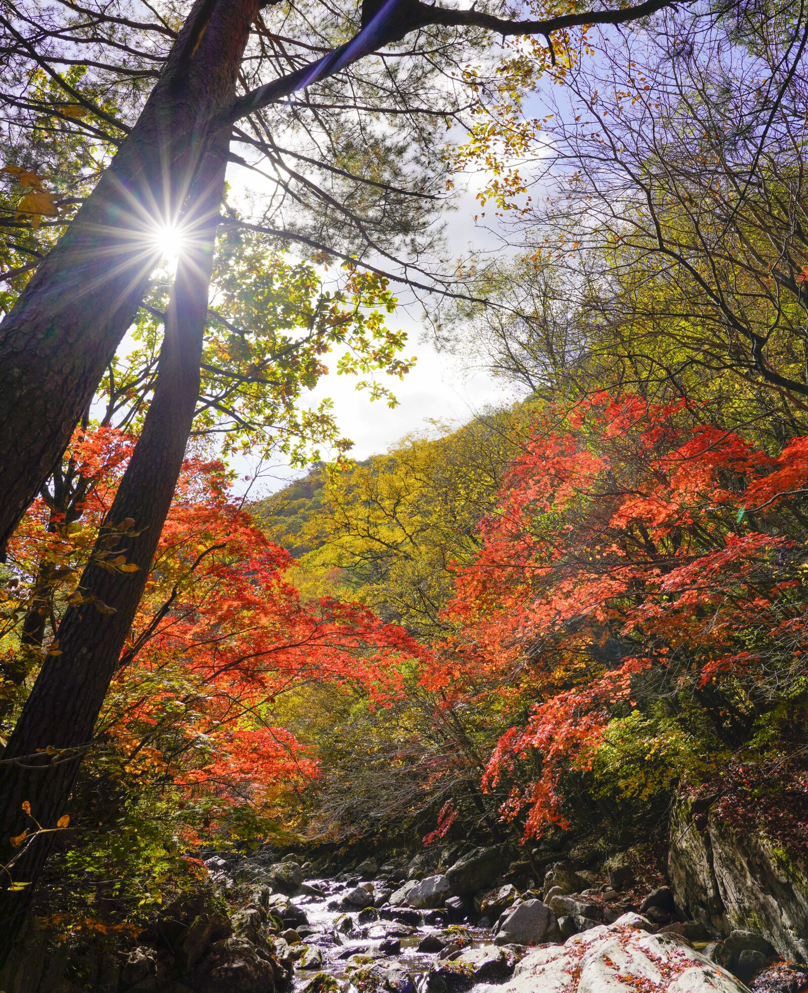 Sony FE 24-105mm F4 G OSS sample photo. Korea, autumn, nature photography
