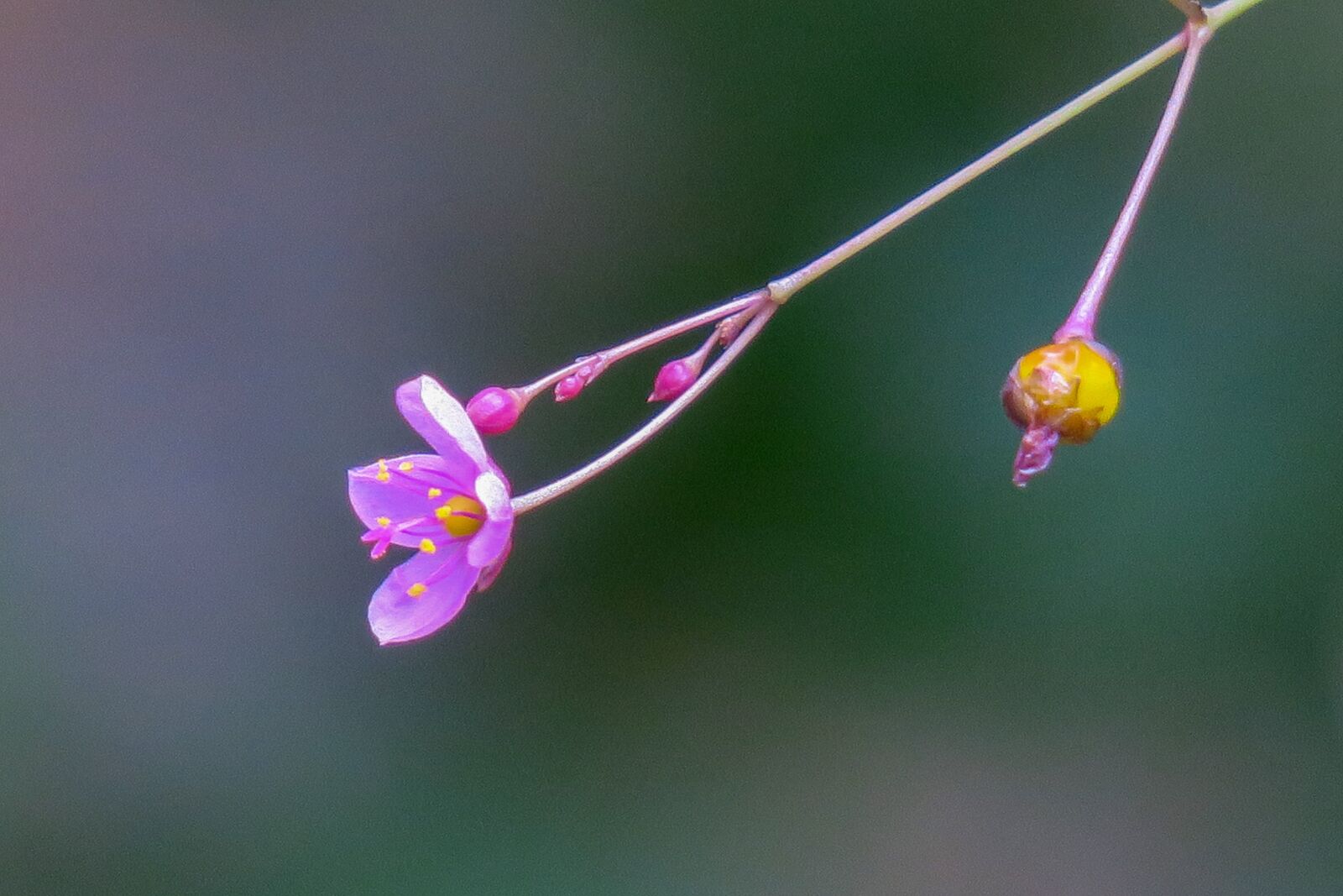 Canon PowerShot G3 X sample photo. Human participants, nature, flower photography