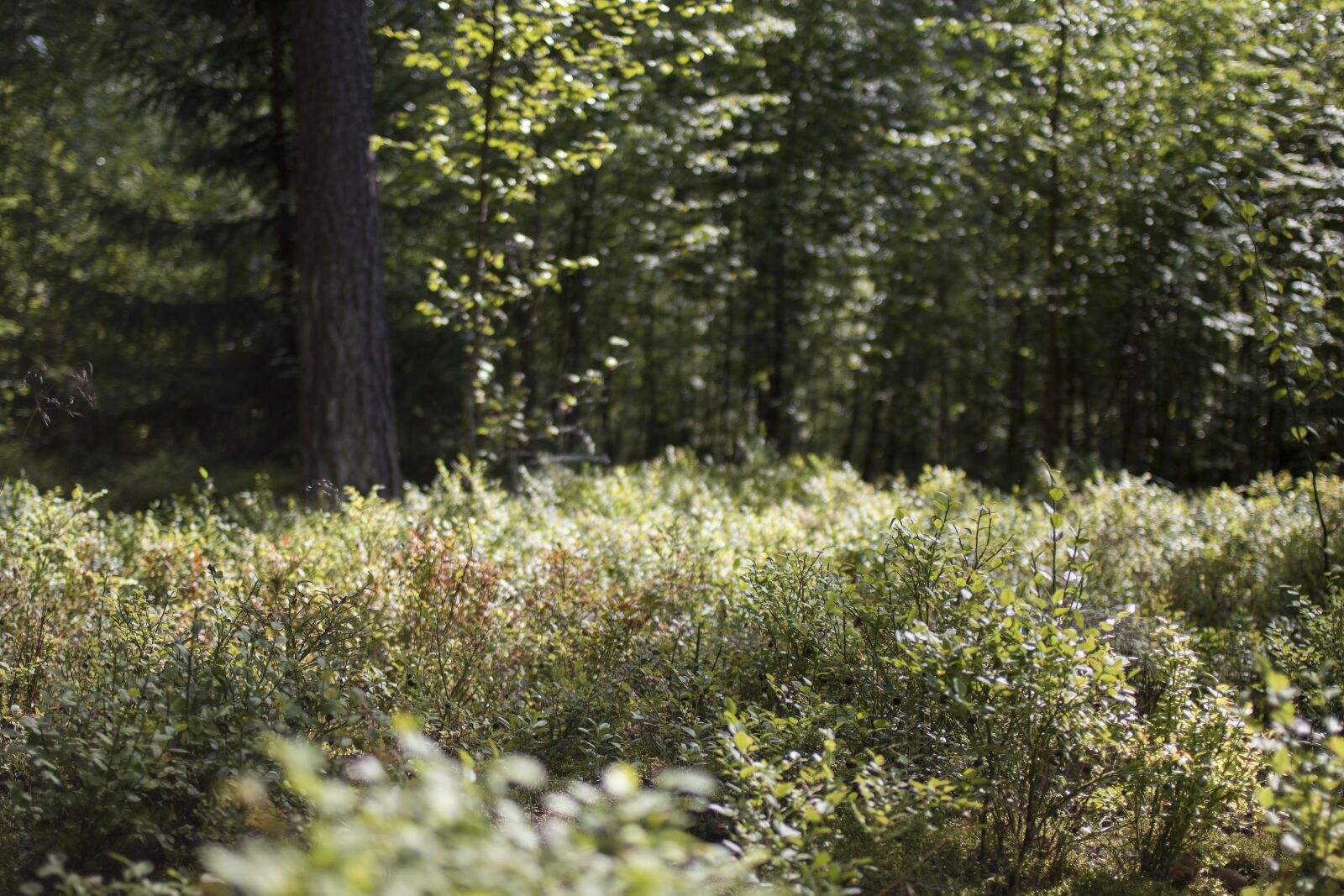 Canon EOS 70D + Canon EF 35mm F2 sample photo. Blueberry, forest, summer photography