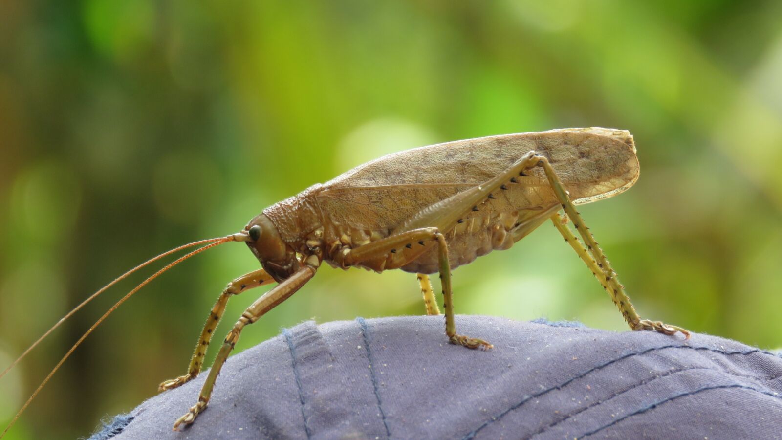 Canon PowerShot SX60 HS sample photo. Insect, nature, animal photography