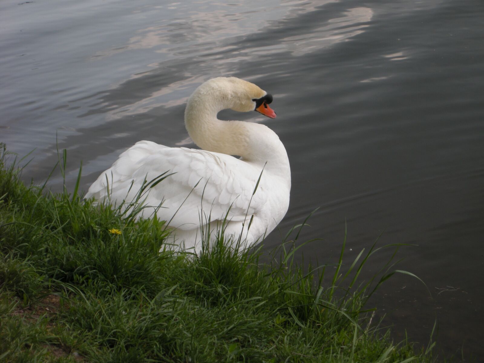 Nikon COOLPIX P5100 sample photo. Swan, white bird, lake photography