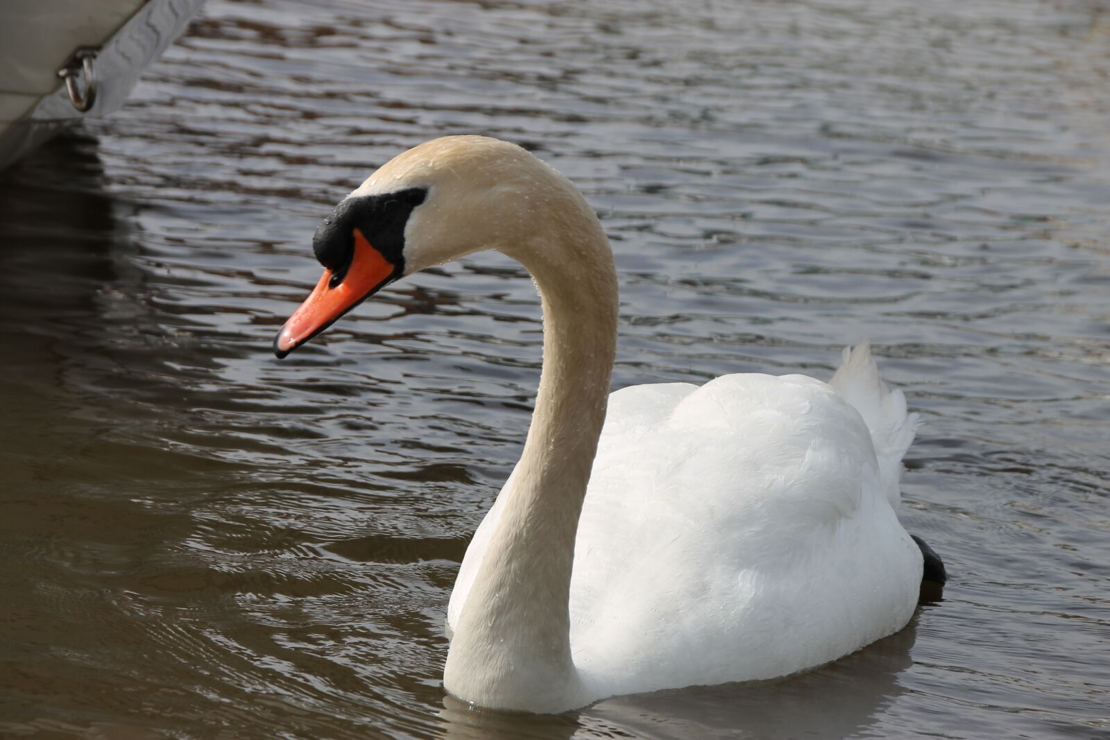 Canon EOS 1100D (EOS Rebel T3 / EOS Kiss X50) sample photo. Swan, animal, bird photography