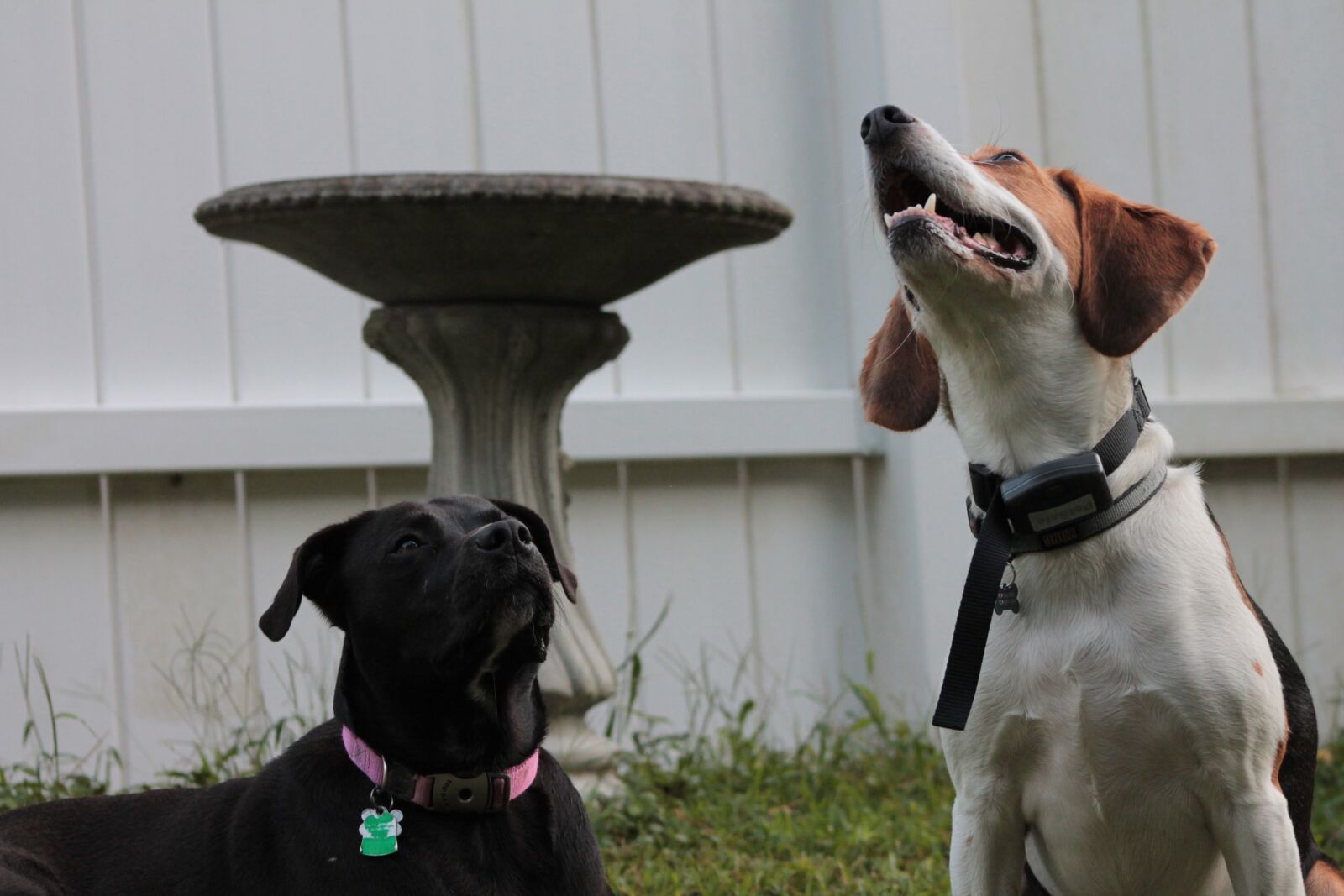 Canon EF 75-300mm f/4-5.6 sample photo. Dog, animal, youth photography