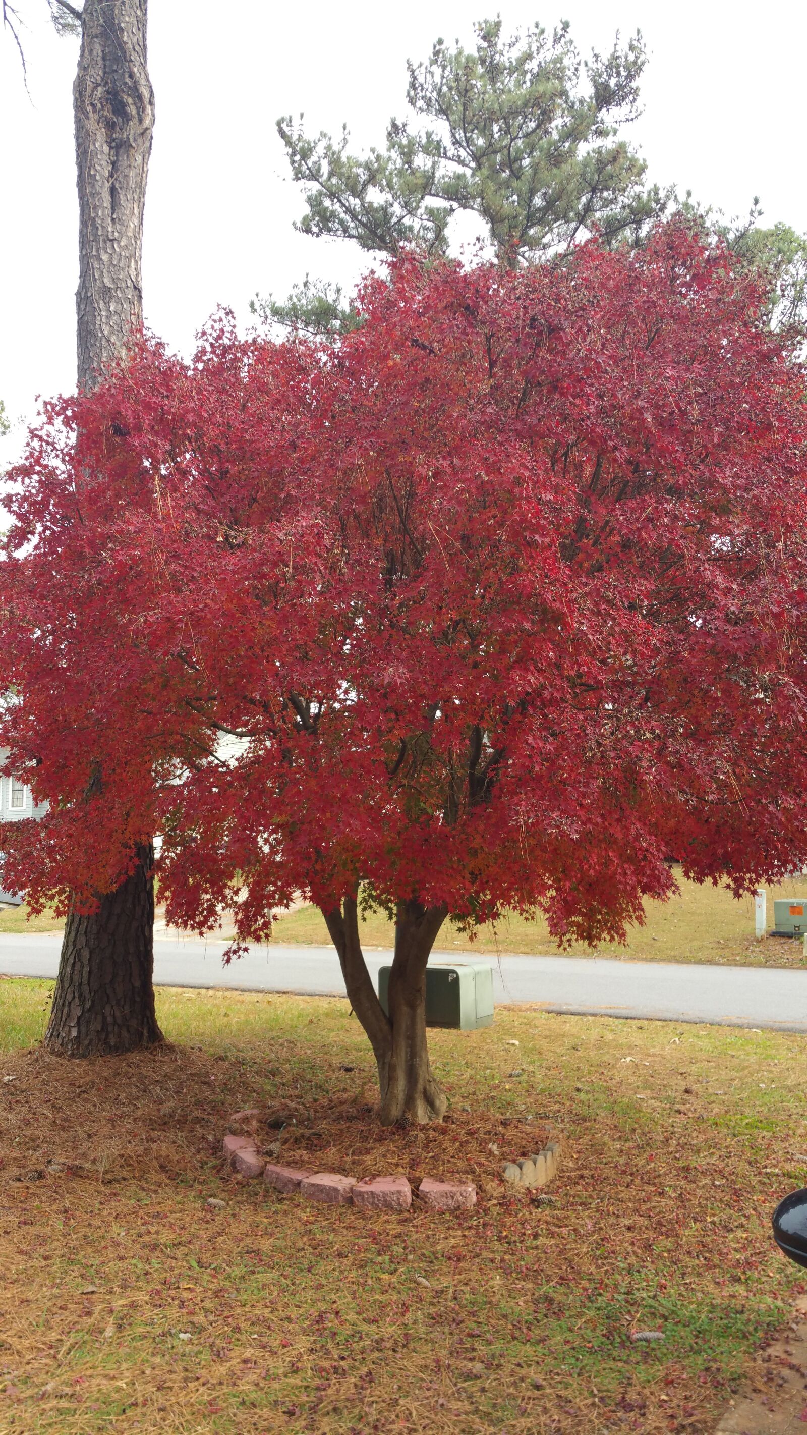 Samsung Galaxy Note4 sample photo. Japanese, maple photography