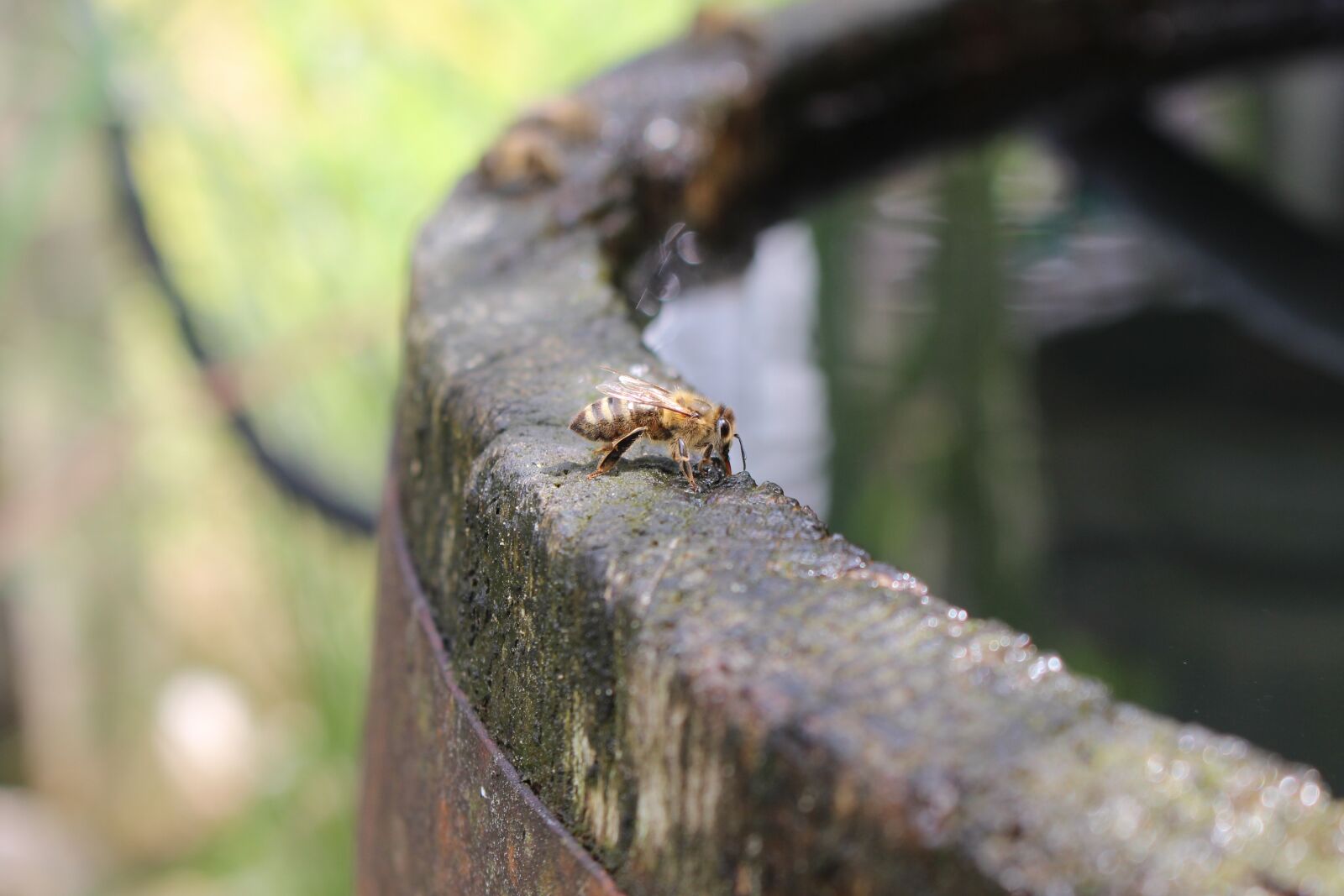 Canon EOS 700D (EOS Rebel T5i / EOS Kiss X7i) sample photo. Bees, water, barrel photography