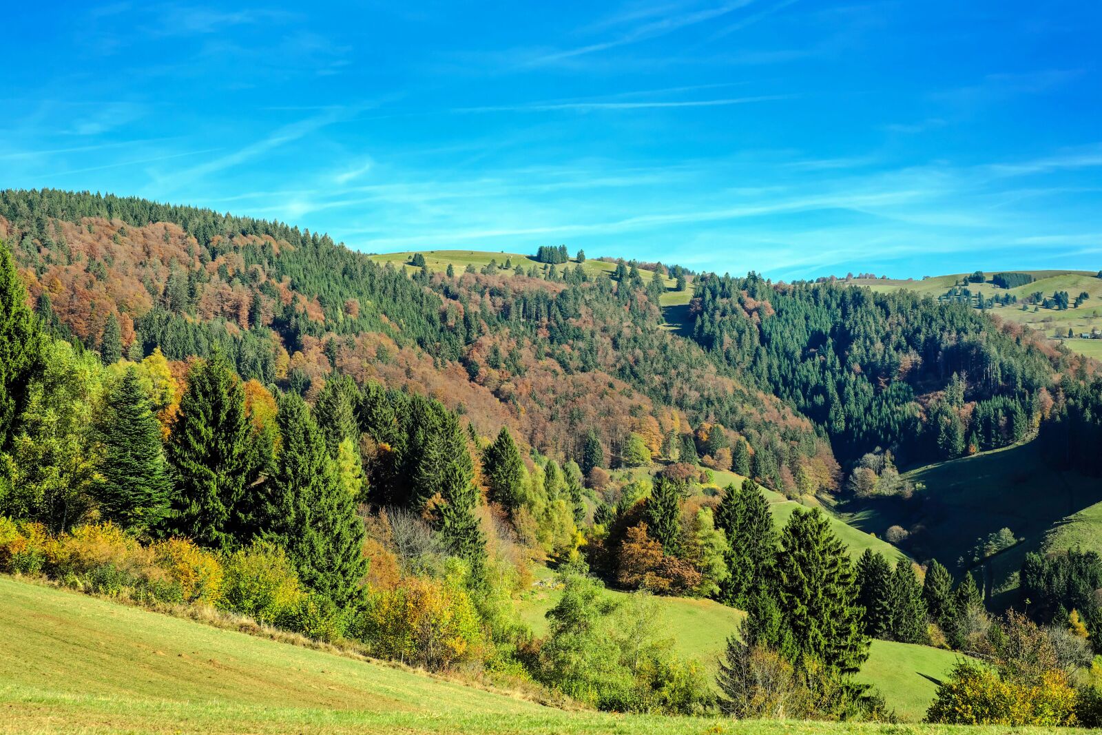 Fujifilm X-T10 + Fujifilm XF 35mm F1.4 R sample photo. Black forest, forest, firs photography