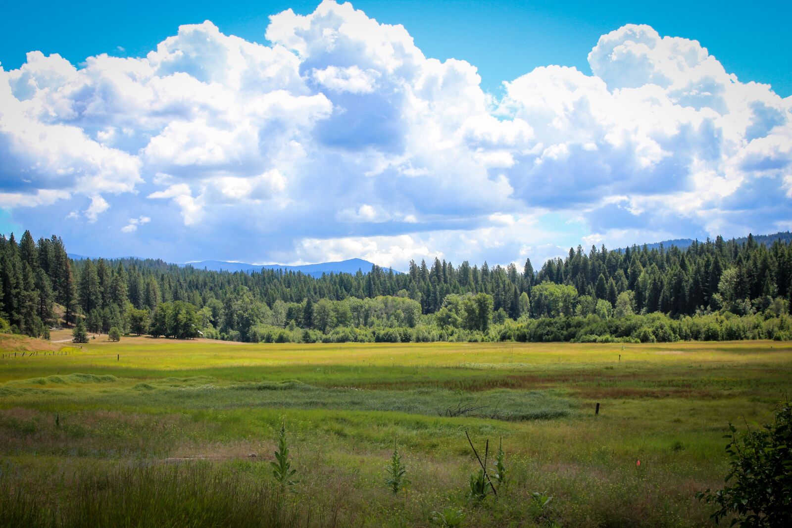 Canon EOS 550D (EOS Rebel T2i / EOS Kiss X4) sample photo. Lake, view, pine trees photography