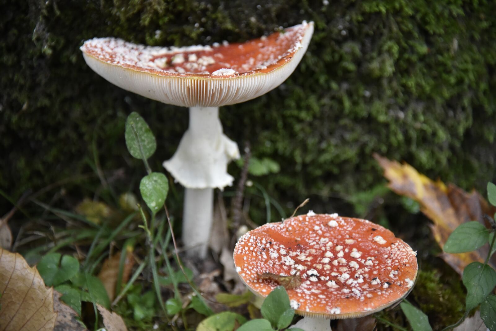 Nikon D750 sample photo. Mushroom, fly agaric, forest photography