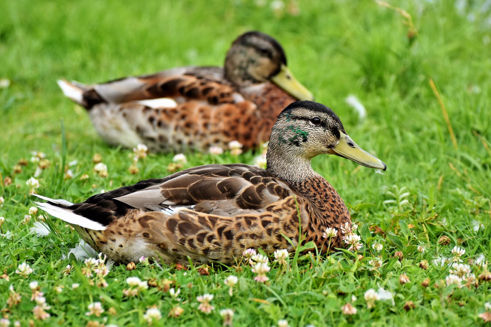 Nikon D7200 sample photo. Duck, bird, water bird photography