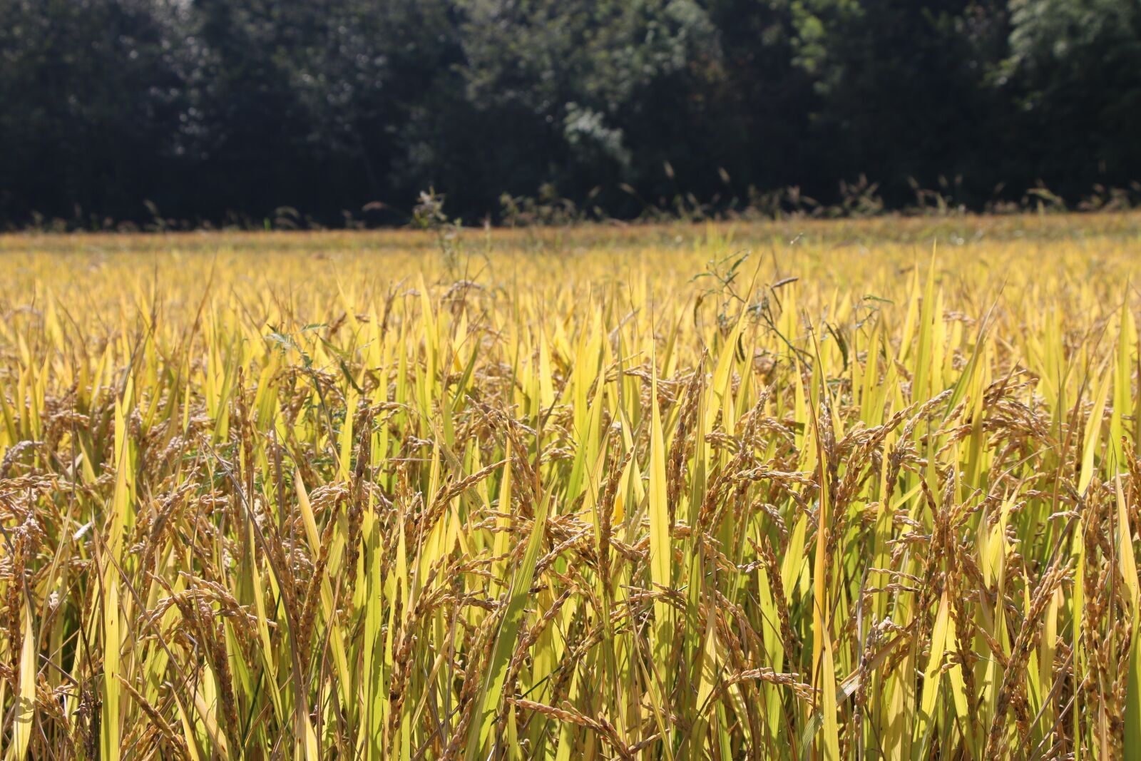 Canon EOS 70D sample photo. Rice paddies, ch, landscape photography