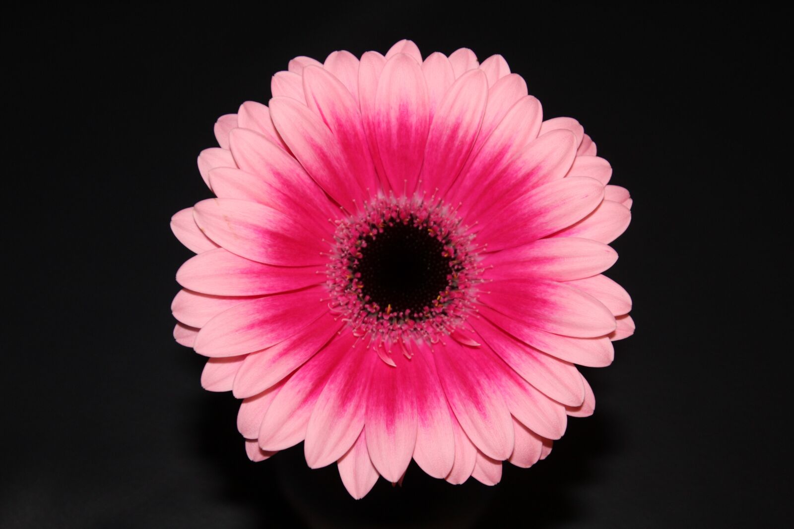 Canon EOS 1200D (EOS Rebel T5 / EOS Kiss X70 / EOS Hi) sample photo. Flower, gerbera, blossom photography