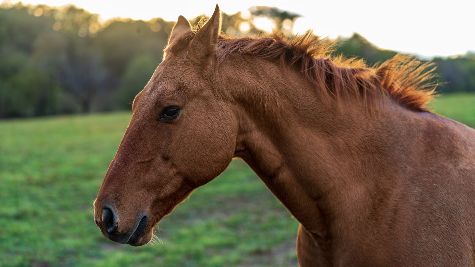 Sony a7R III sample photo. Horse, animal, field photography
