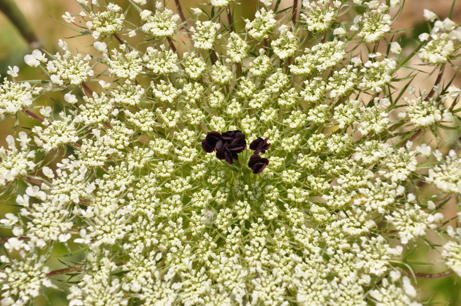 Nikon D90 sample photo. Object, colorful, plant photography