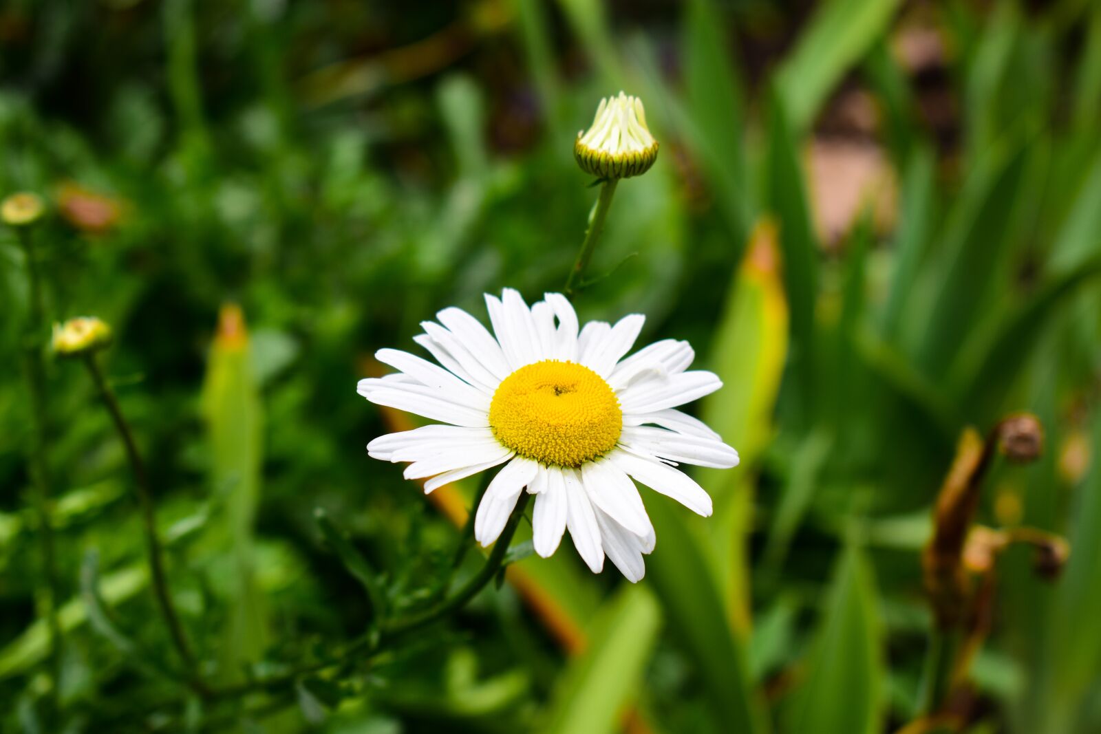 Nikon D3400 sample photo. Nature, plant, flower photography