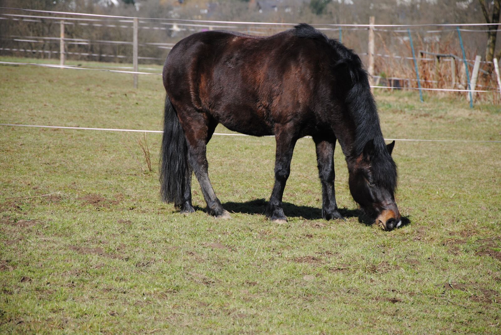 Nikon D3000 sample photo. Horse, nature, animal photography