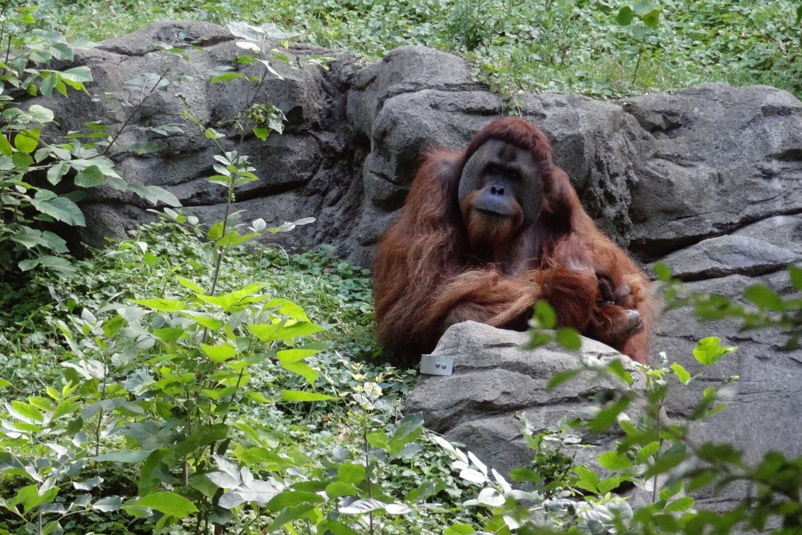 Sony Cyber-shot DSC-HX10V sample photo. Orangutan, ape, monkey photography