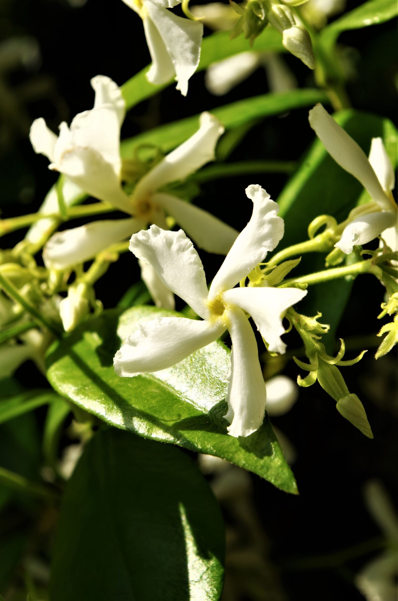 Pentax K-50 sample photo. Flower, white flower photography
