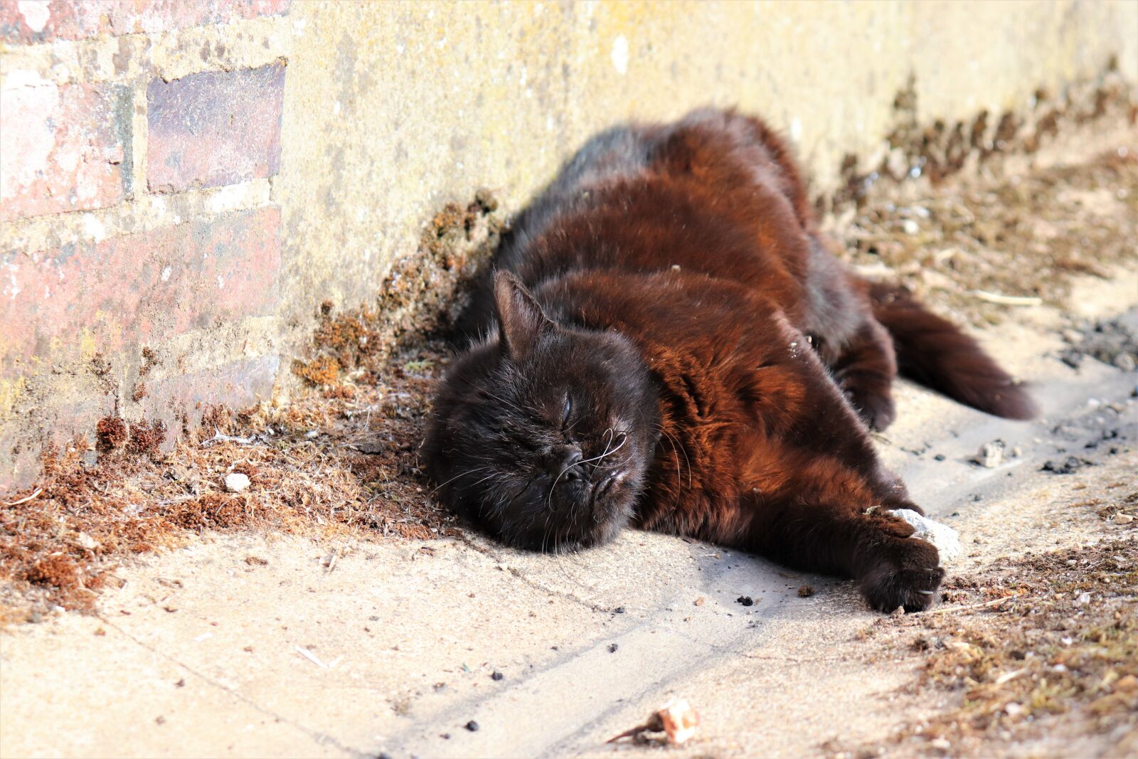 Canon EOS 800D (EOS Rebel T7i / EOS Kiss X9i) sample photo. Cats, felines, mammals photography