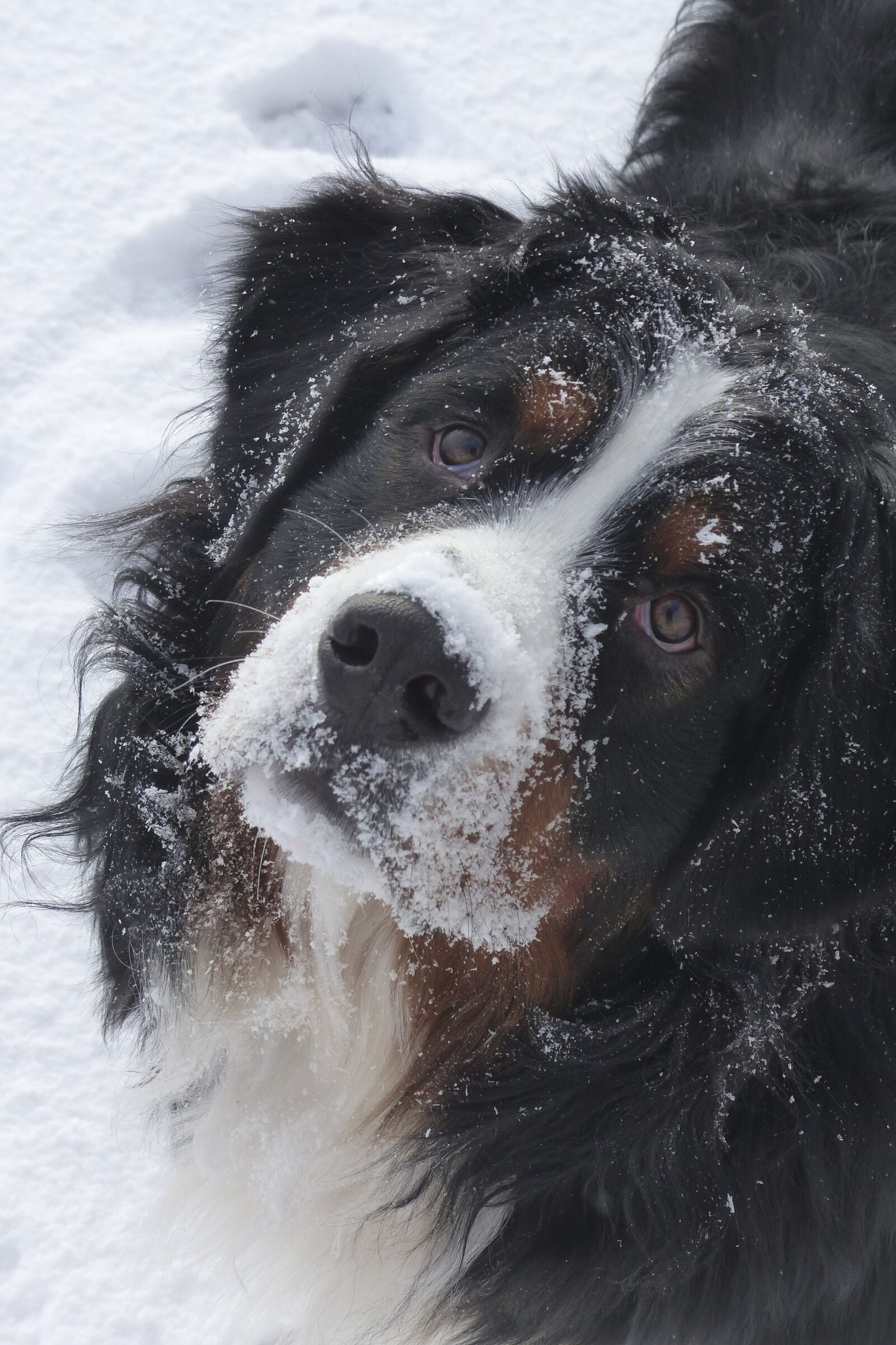 Panasonic Lumix DMC-FZ200 sample photo. Dog, bernese mountain dog photography
