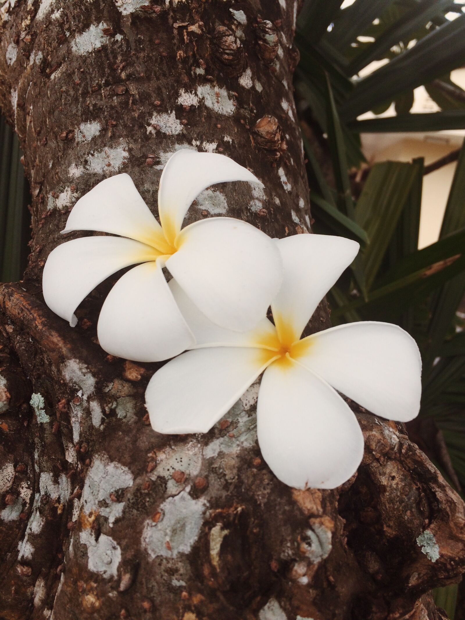 iPhone 5s back camera 4.15mm f/2.2 sample photo. Flower, flowers, plumeria, tree photography