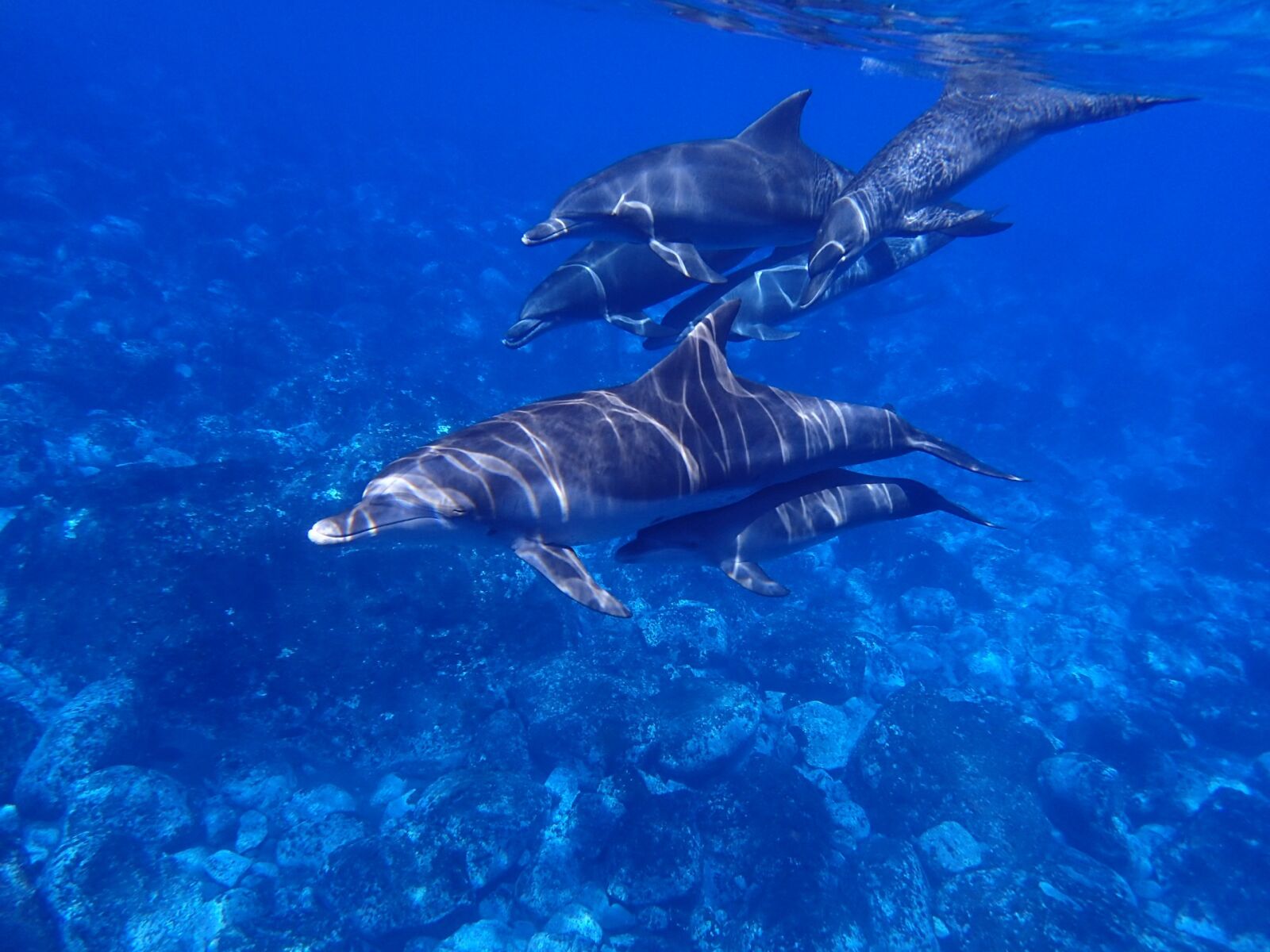 Olympus TG-4 sample photo. Sea, dolphin, blue photography