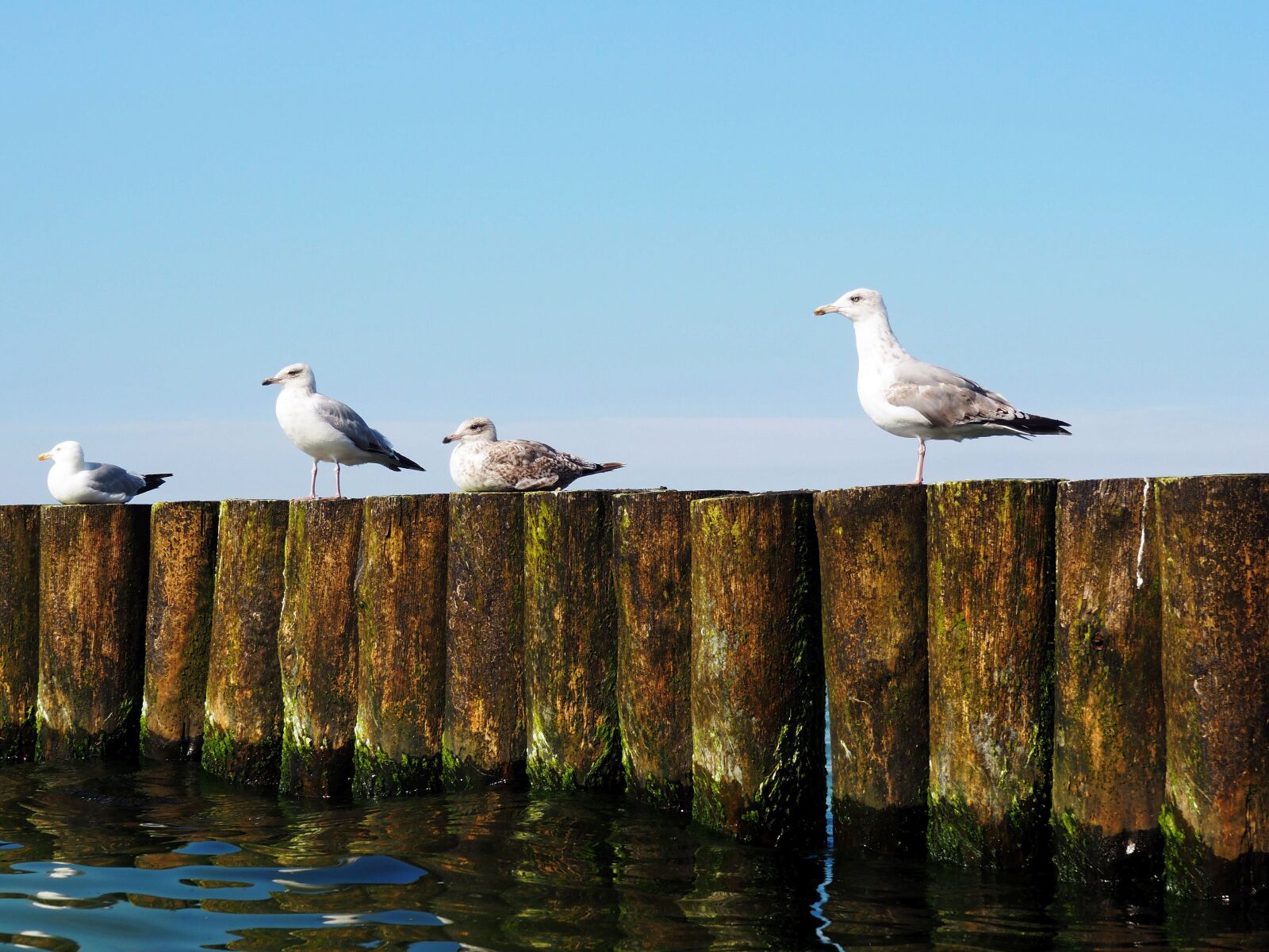 Olympus OM-D E-M10 sample photo. Sea, the baltic sea photography