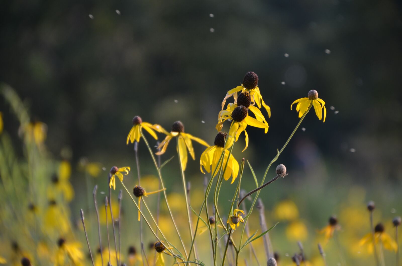 Nikon D7000 sample photo. Nature, flowers, outdoor photography