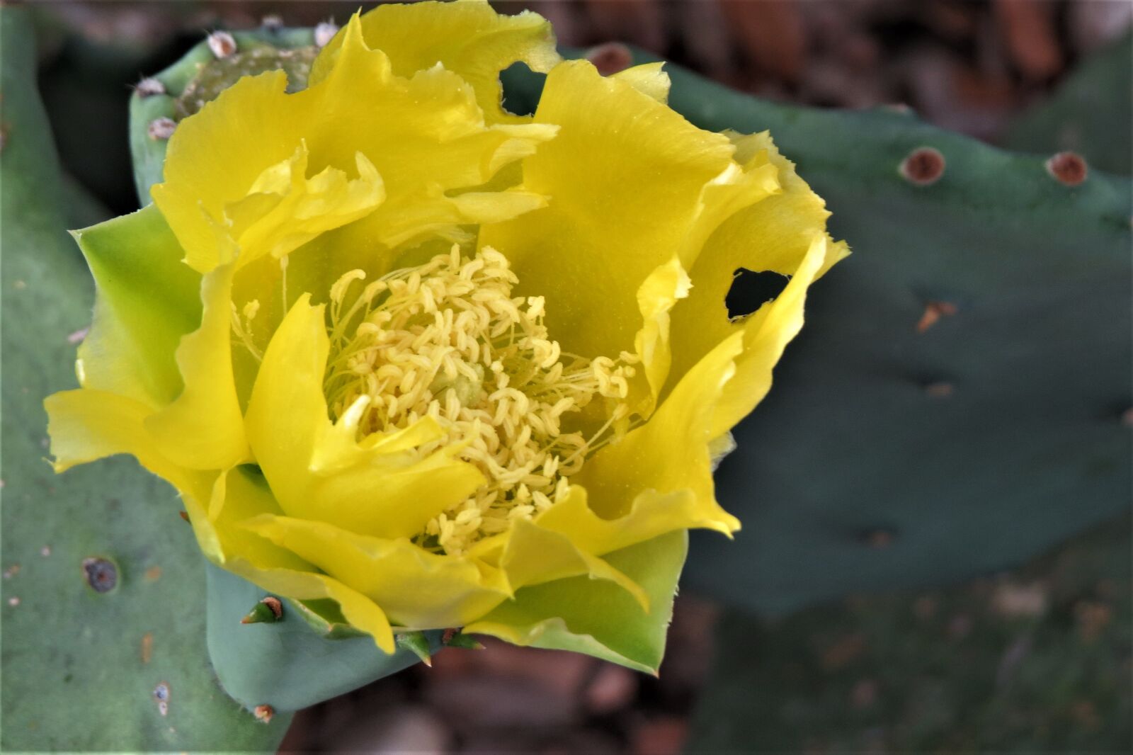 Canon PowerShot SX50 HS sample photo. Flower, yellow, cactus photography