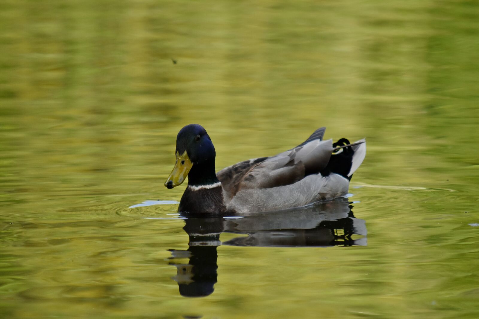Nikon D5500 sample photo. Aquatic bird, mallard, wildlife photography