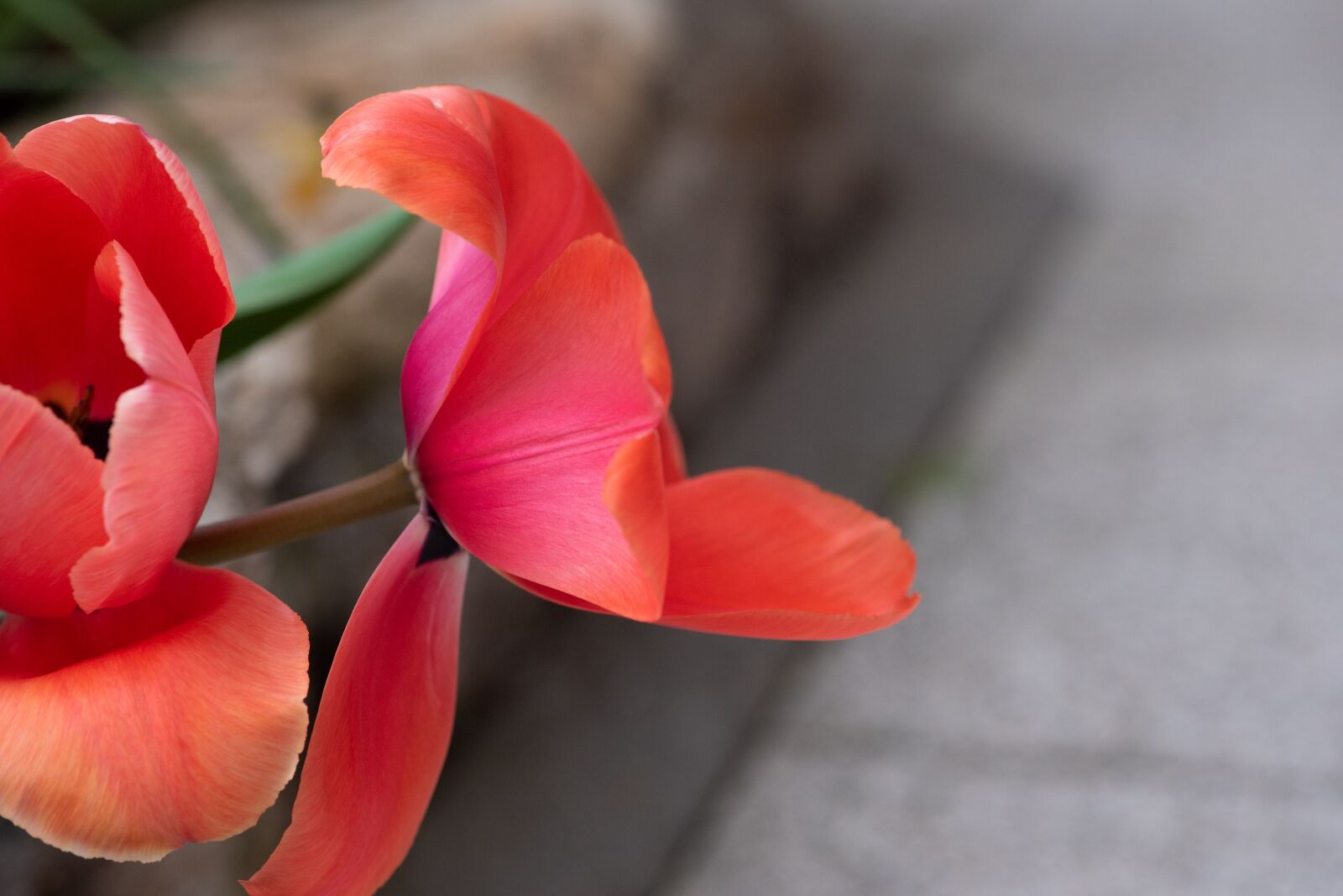 Nikon D750 sample photo. Tulip, bloom, red photography