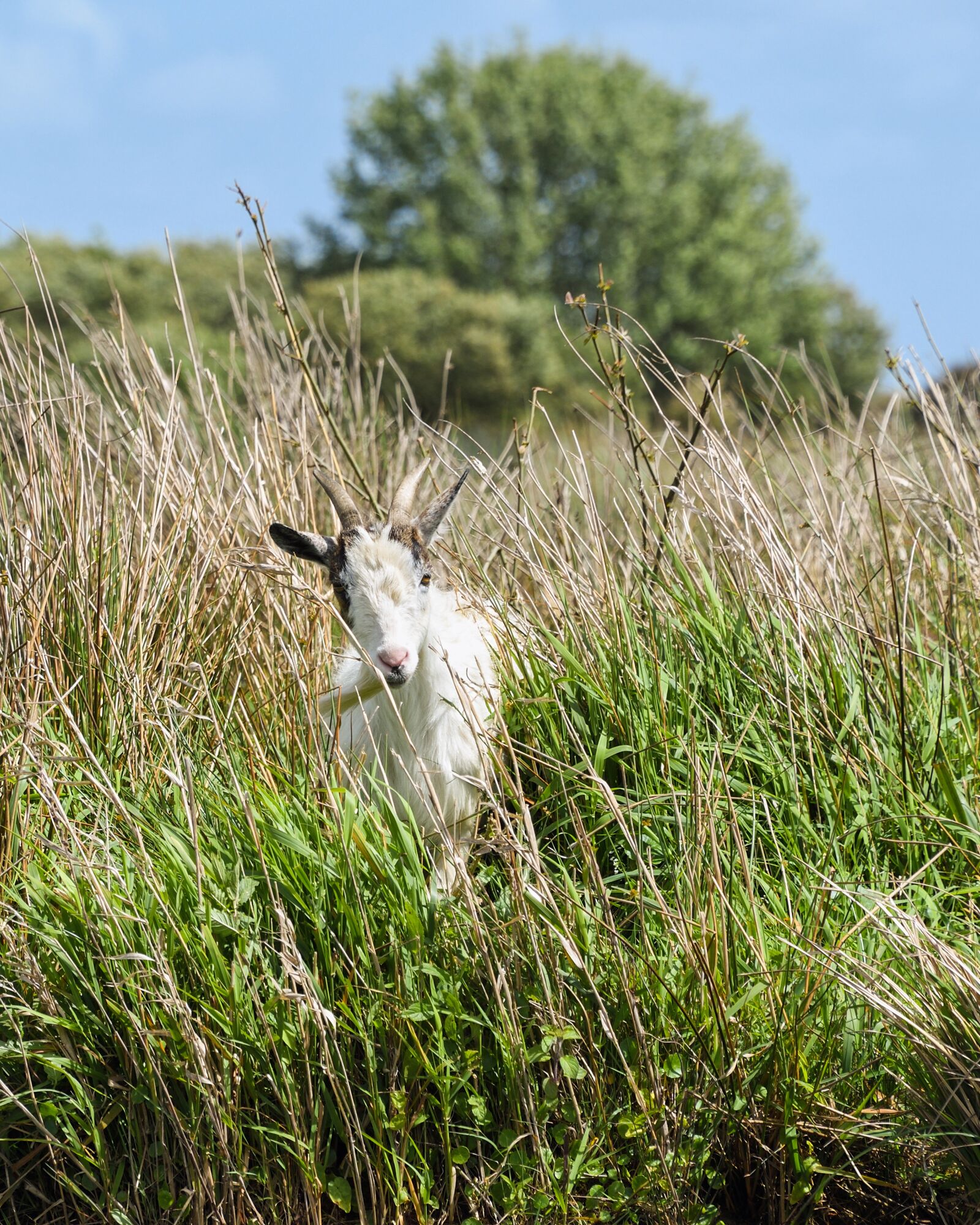 Nikon D500 sample photo. Goat, white, biquette photography