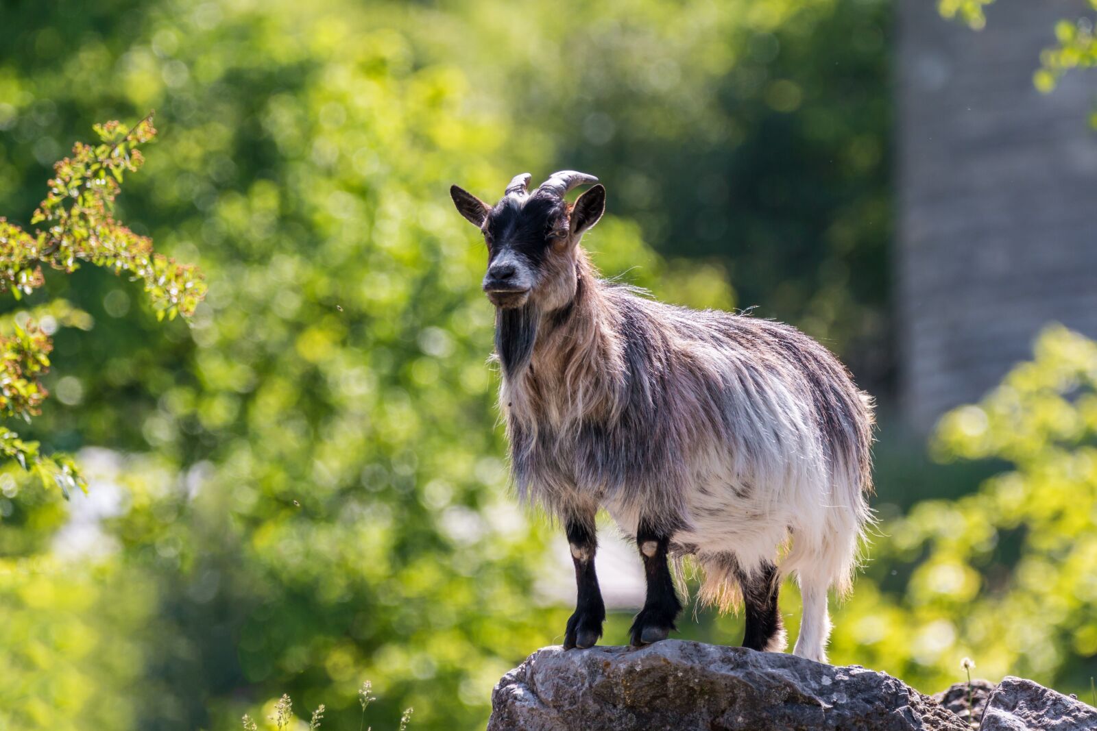 150-600mm F5-6.3 DG OS HSM | Contemporary 015 sample photo. Goat, horns, animal photography