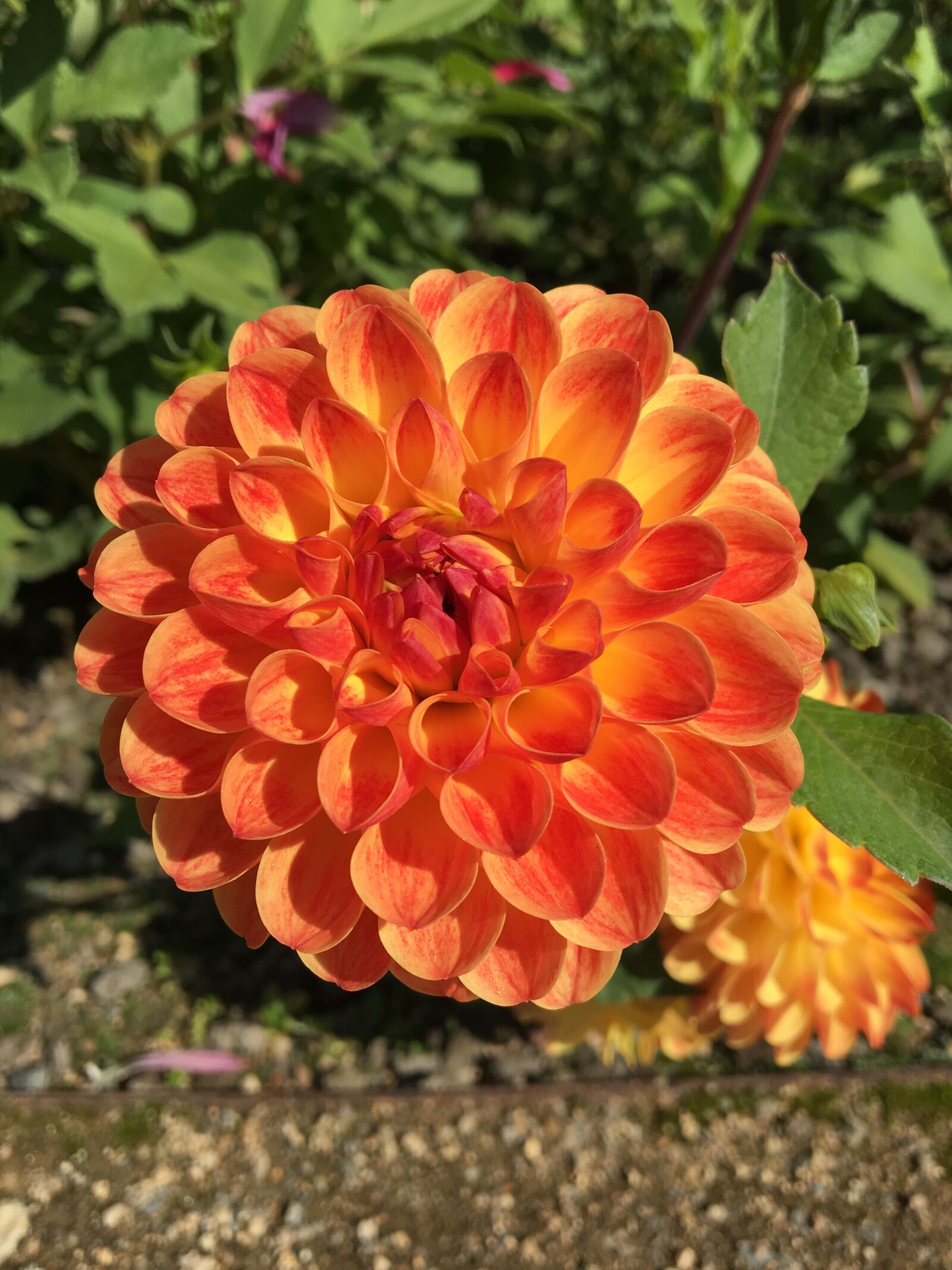 Apple iPhone 6s sample photo. Fascination, flower, dahlia photography