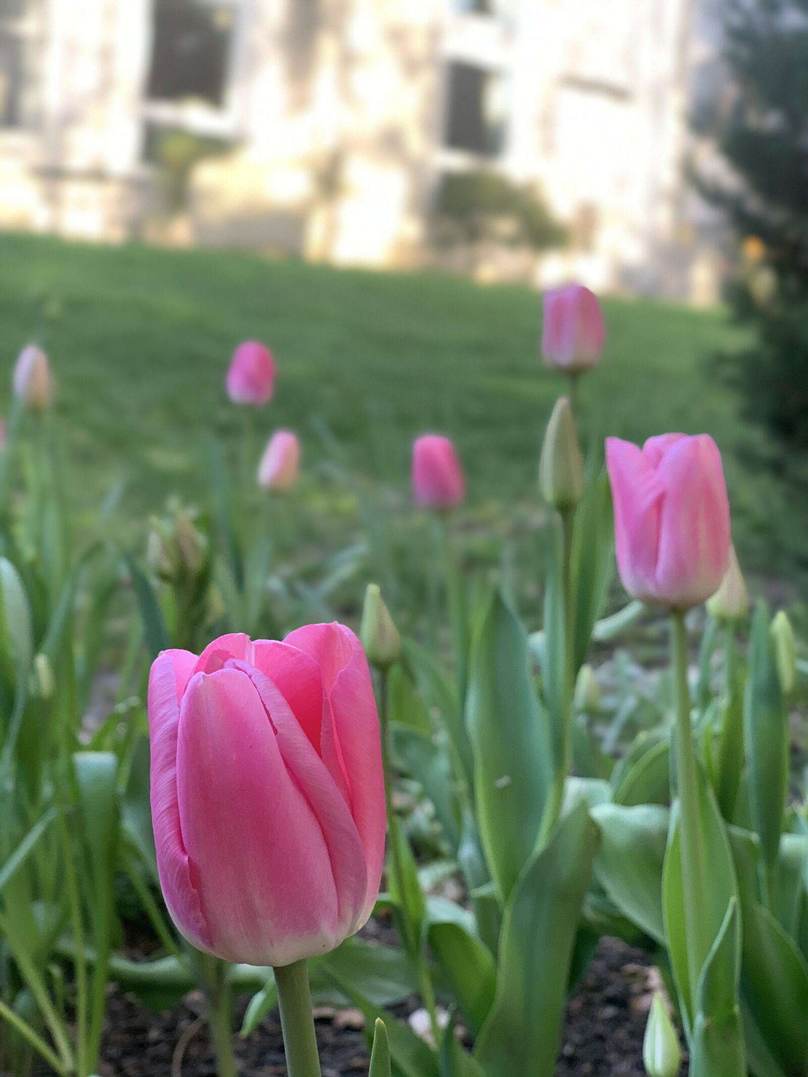 iPhone XS back dual camera 6mm f/2.4 sample photo. Flowers, tulips, tulip photography