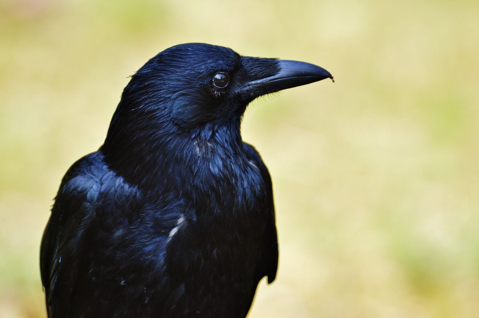 Nikon D3200 sample photo. Raven, crow, raven bird photography