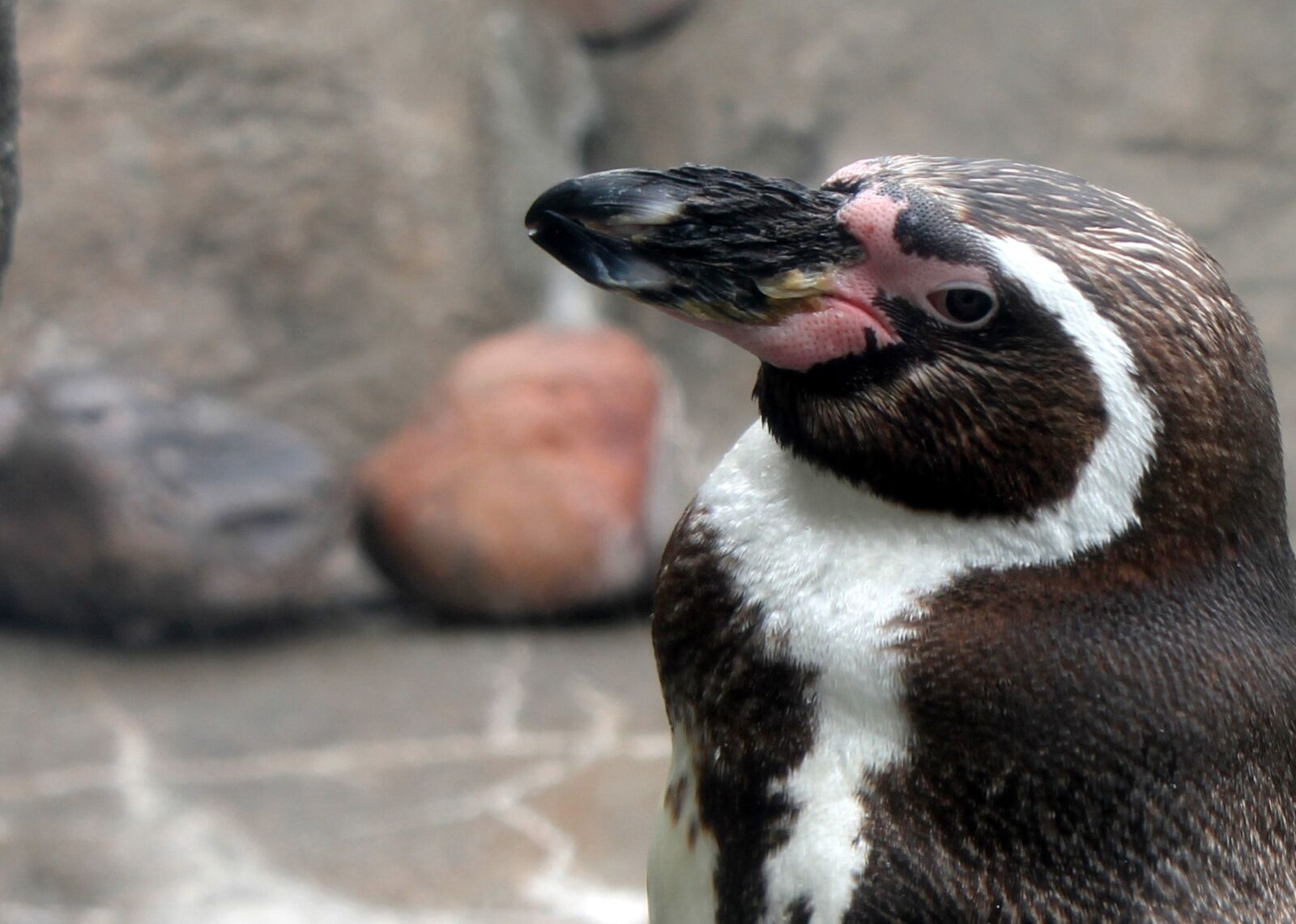 Canon EOS 1100D (EOS Rebel T3 / EOS Kiss X50) sample photo. Penguin, zoo, bird photography