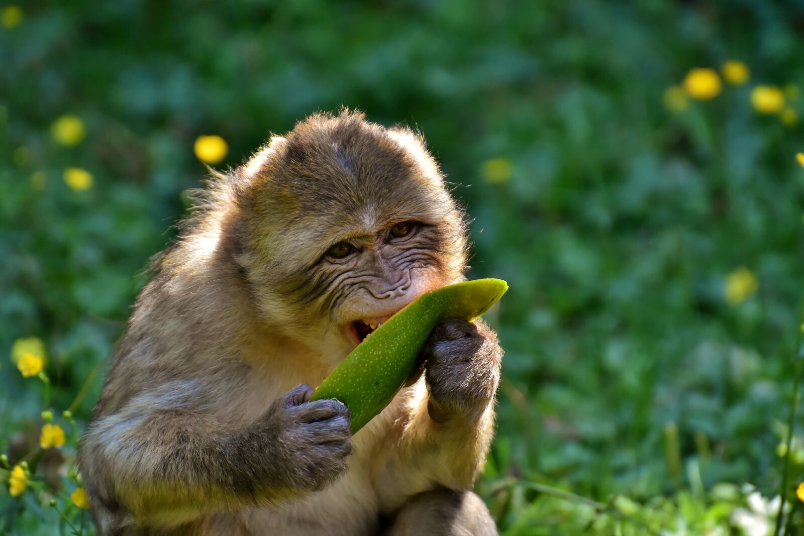 Nikon D7200 sample photo. Barbary ape, endangered species photography