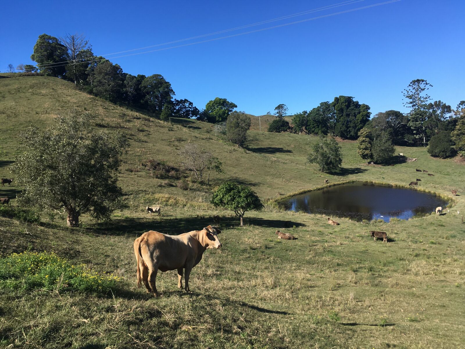 iPhone SE back camera 4.15mm f/2.2 sample photo. Cow, farm, livestock photography