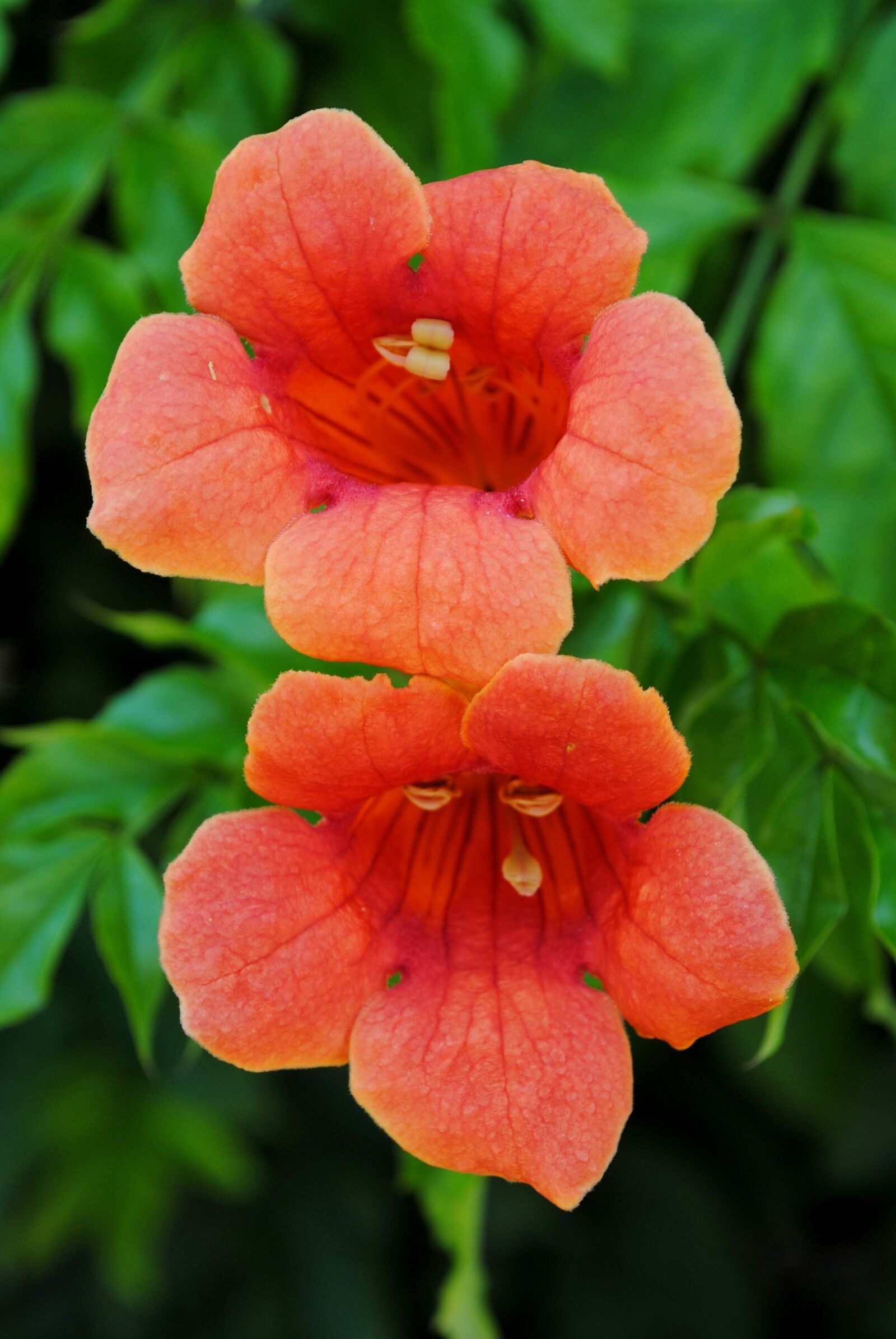 Nikon D3000 sample photo. Flowers, blooming, orange photography