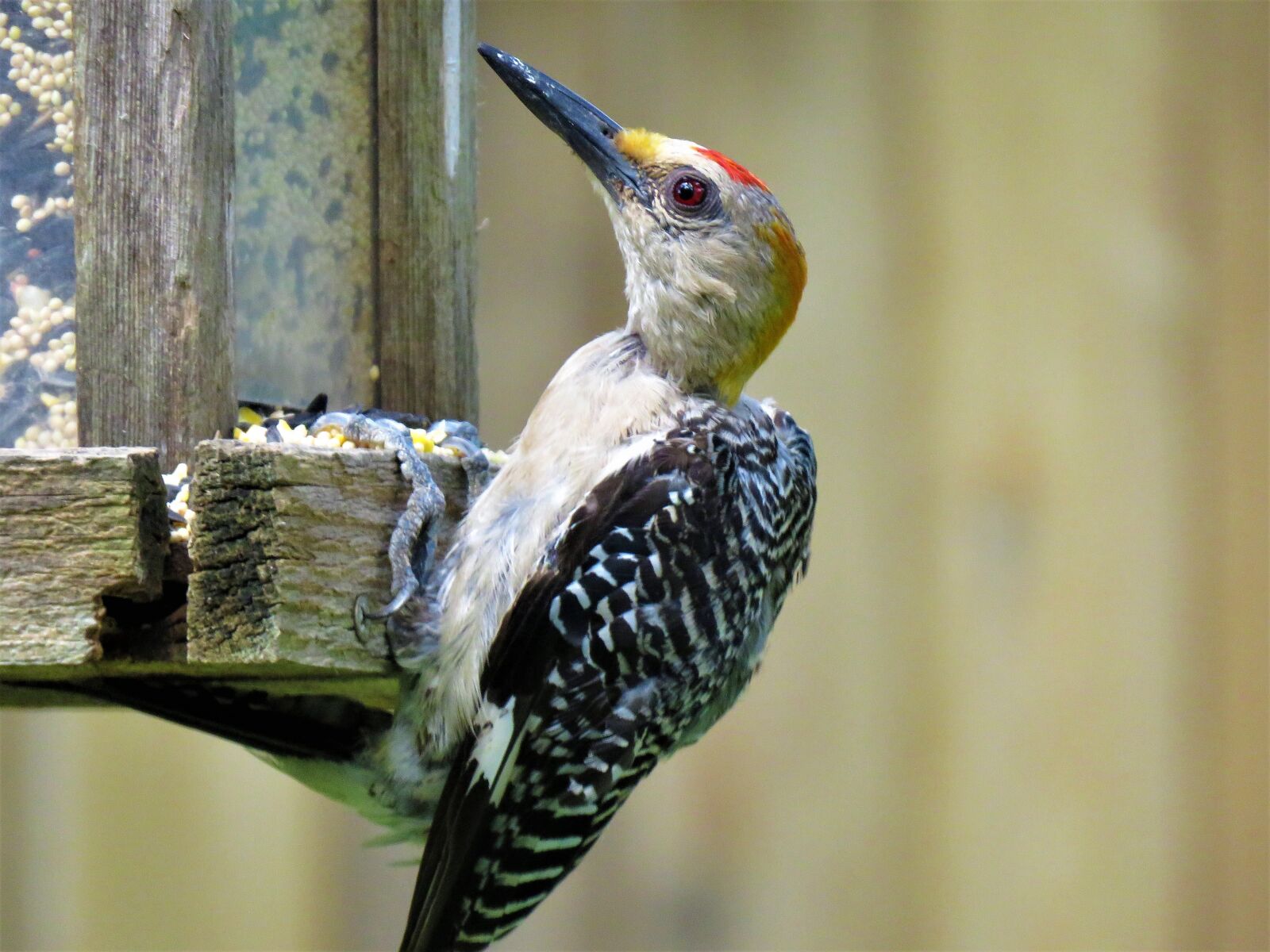 Canon PowerShot SX60 HS sample photo. Bird, colorful, close up photography