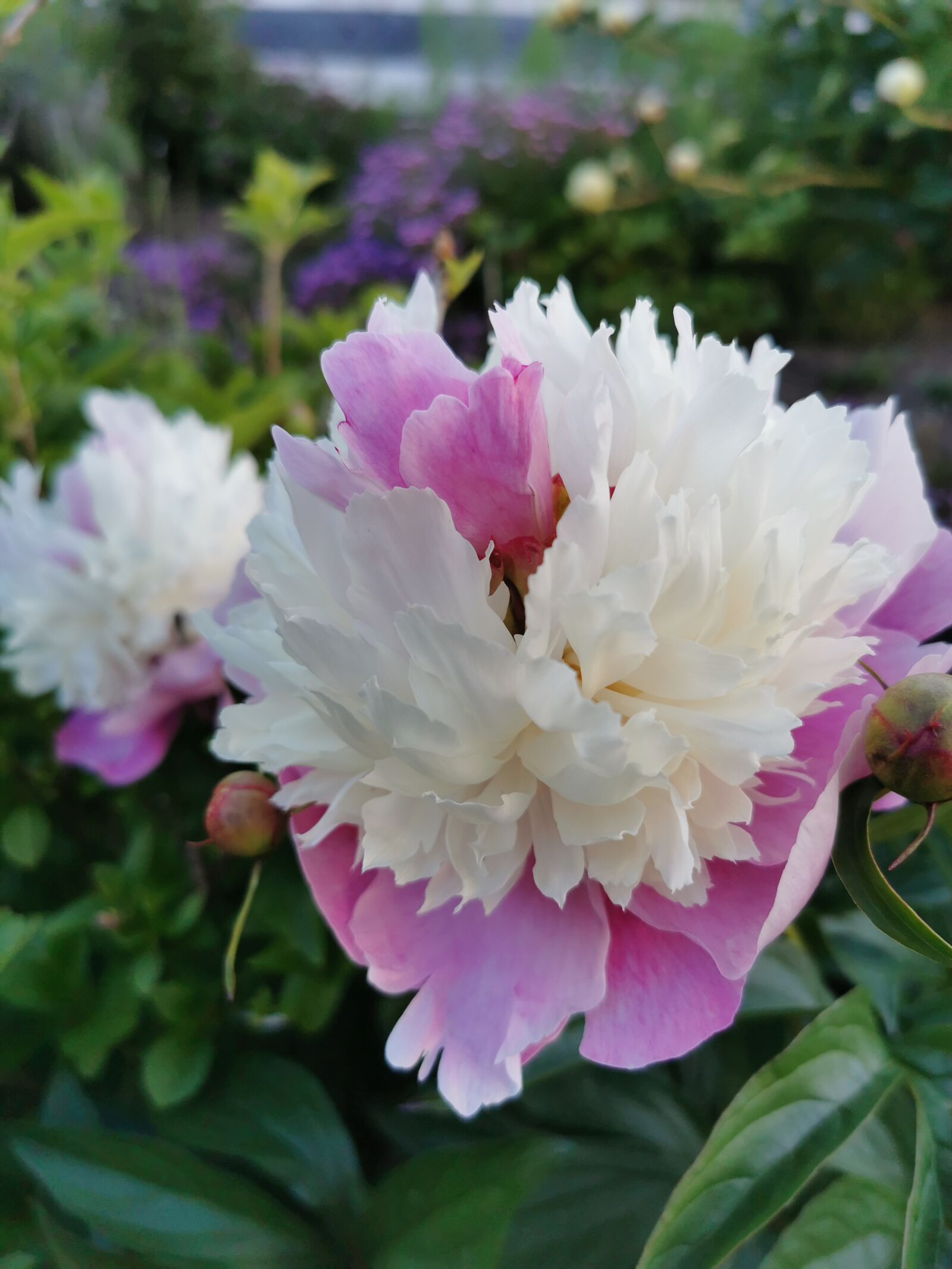 HUAWEI P30 Pro sample photo. Blume, weiß, rosa photography