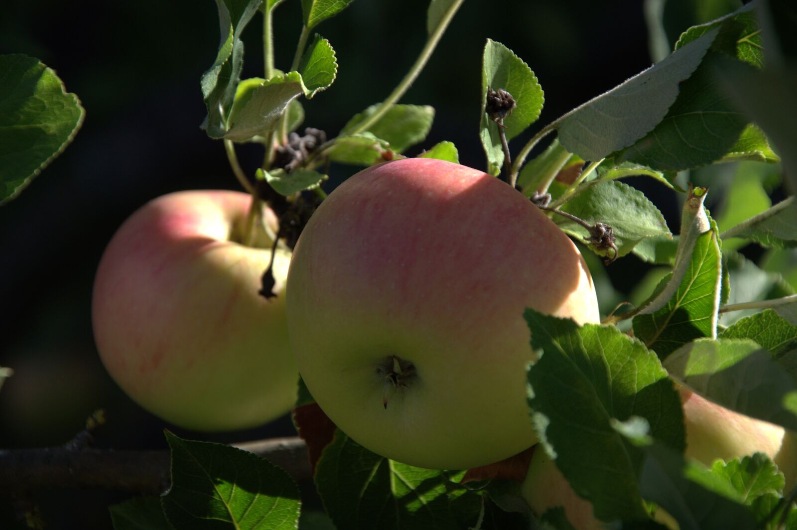 Nikon D3200 sample photo. Apple, apple tree, fruit photography