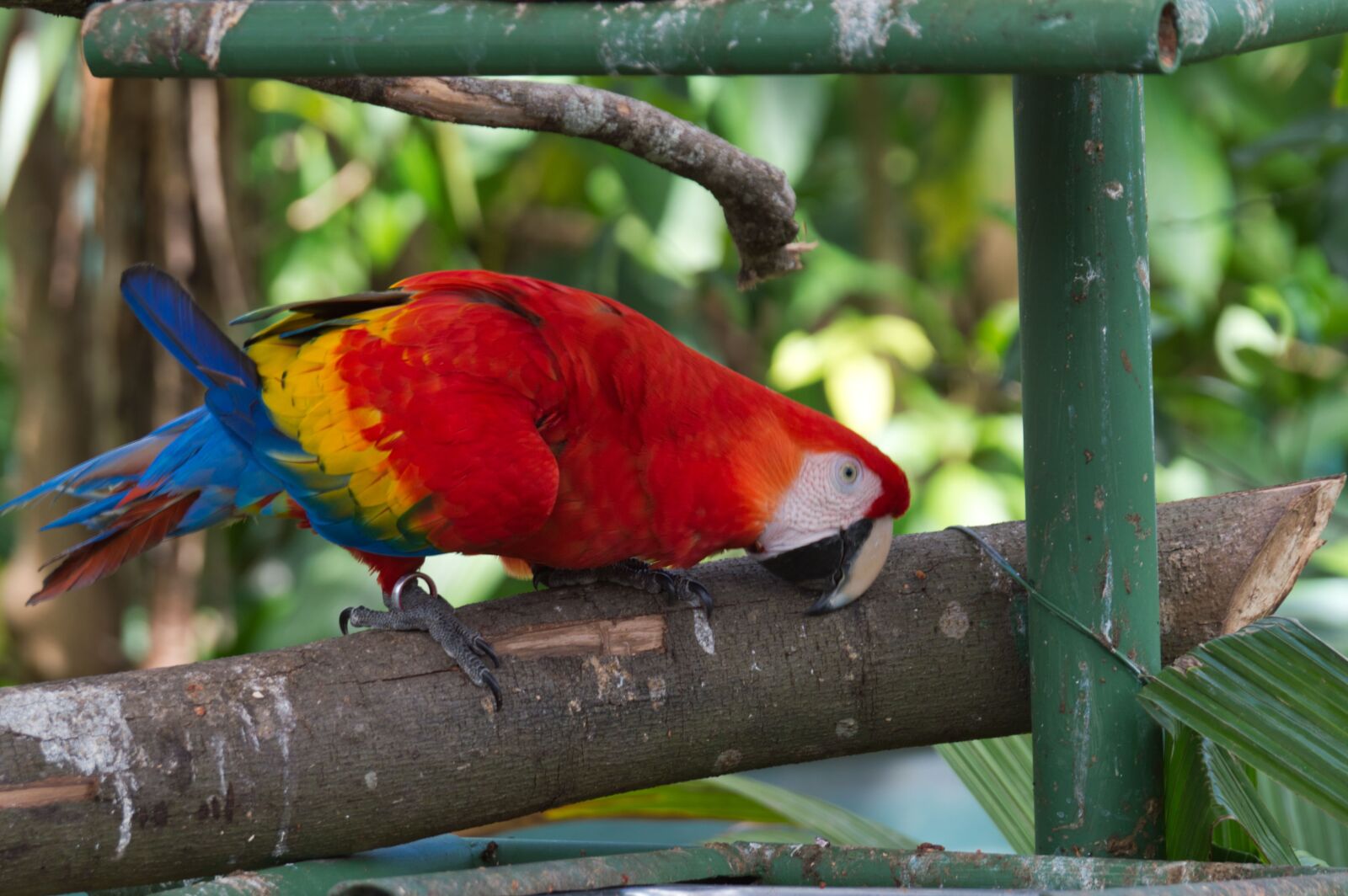 Nikon D3200 sample photo. Parrot, bird, costa rica photography