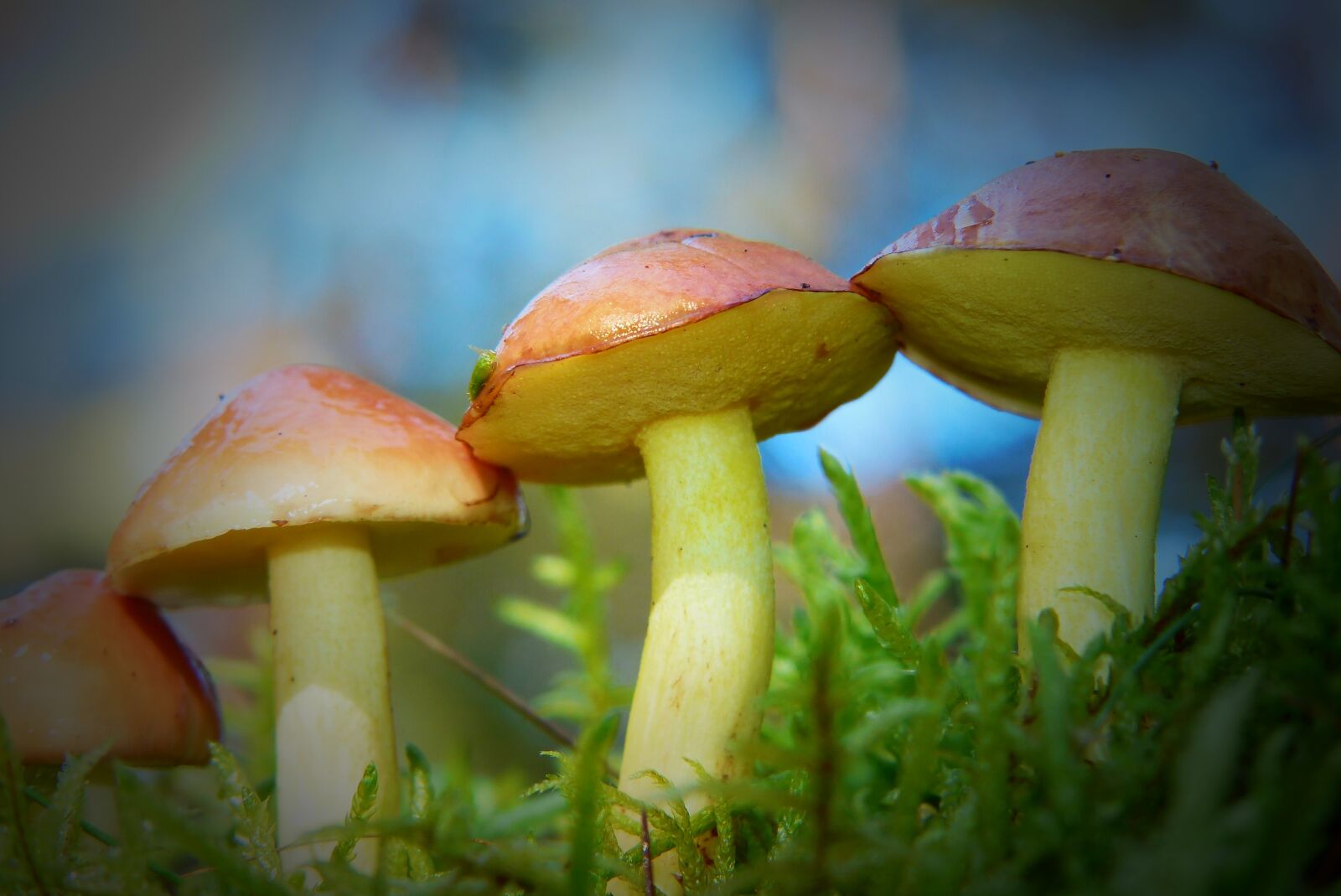Panasonic Lumix DMC-FZ200 sample photo. Maślaki, mushrooms, hats photography