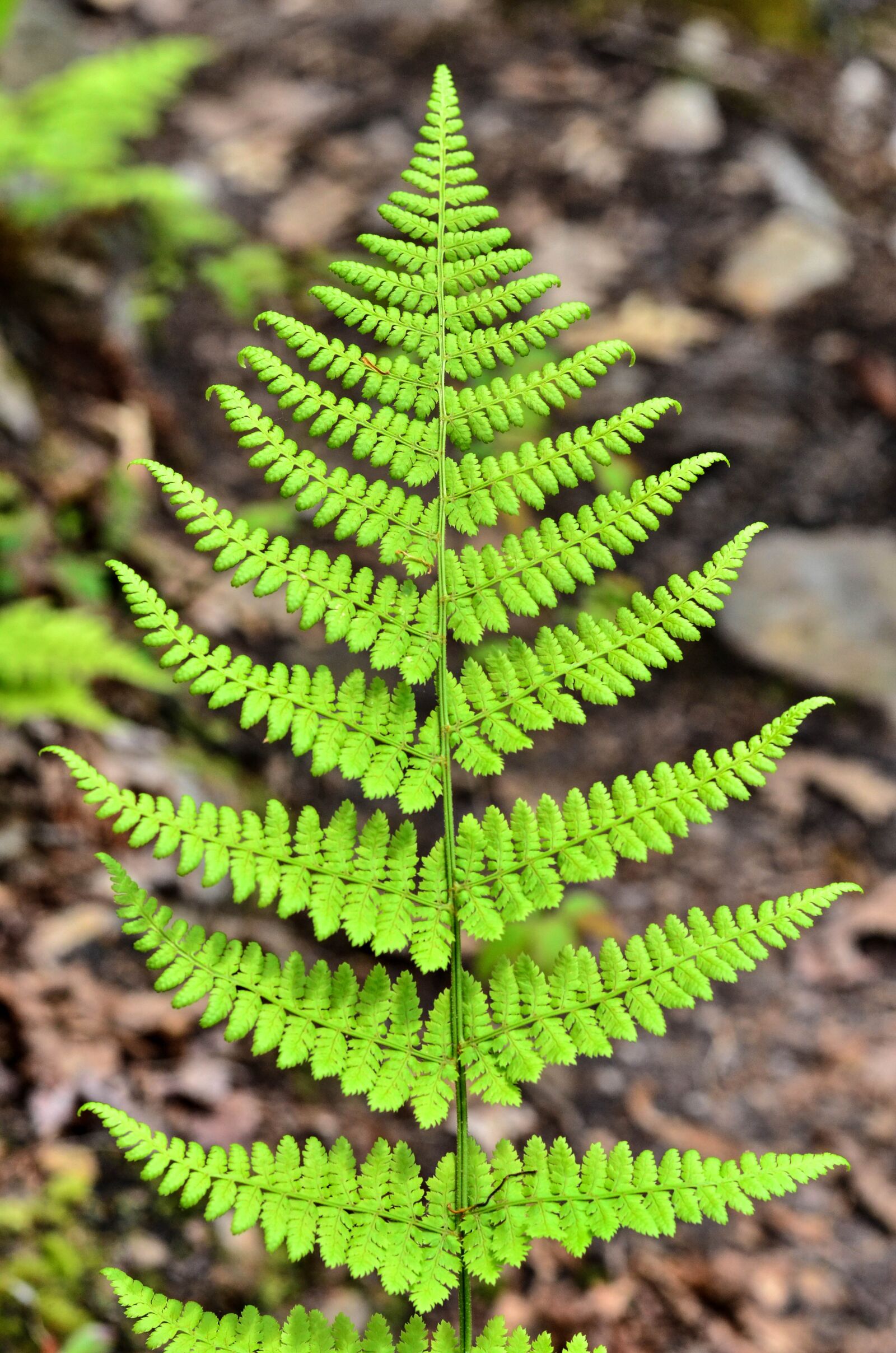 Nikon D7000 sample photo. Fern, plant, natural photography
