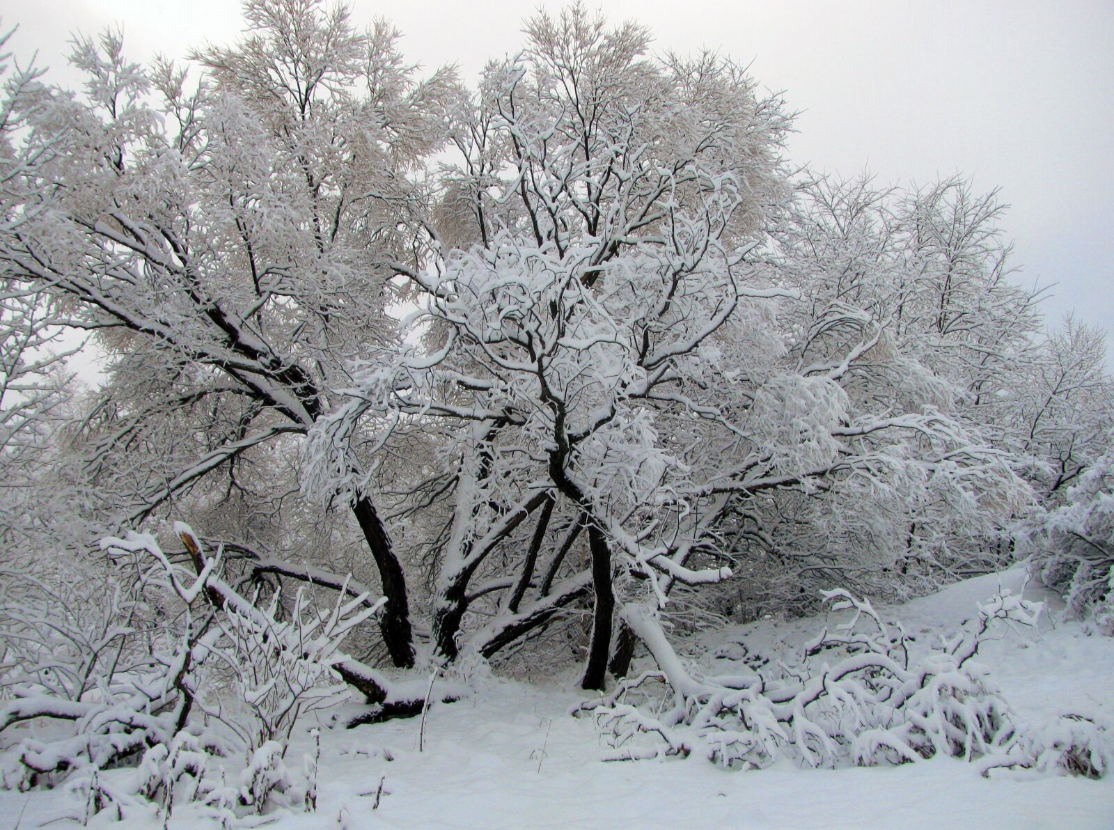 Canon PowerShot SX110 IS sample photo. Snow, frost, winter photography