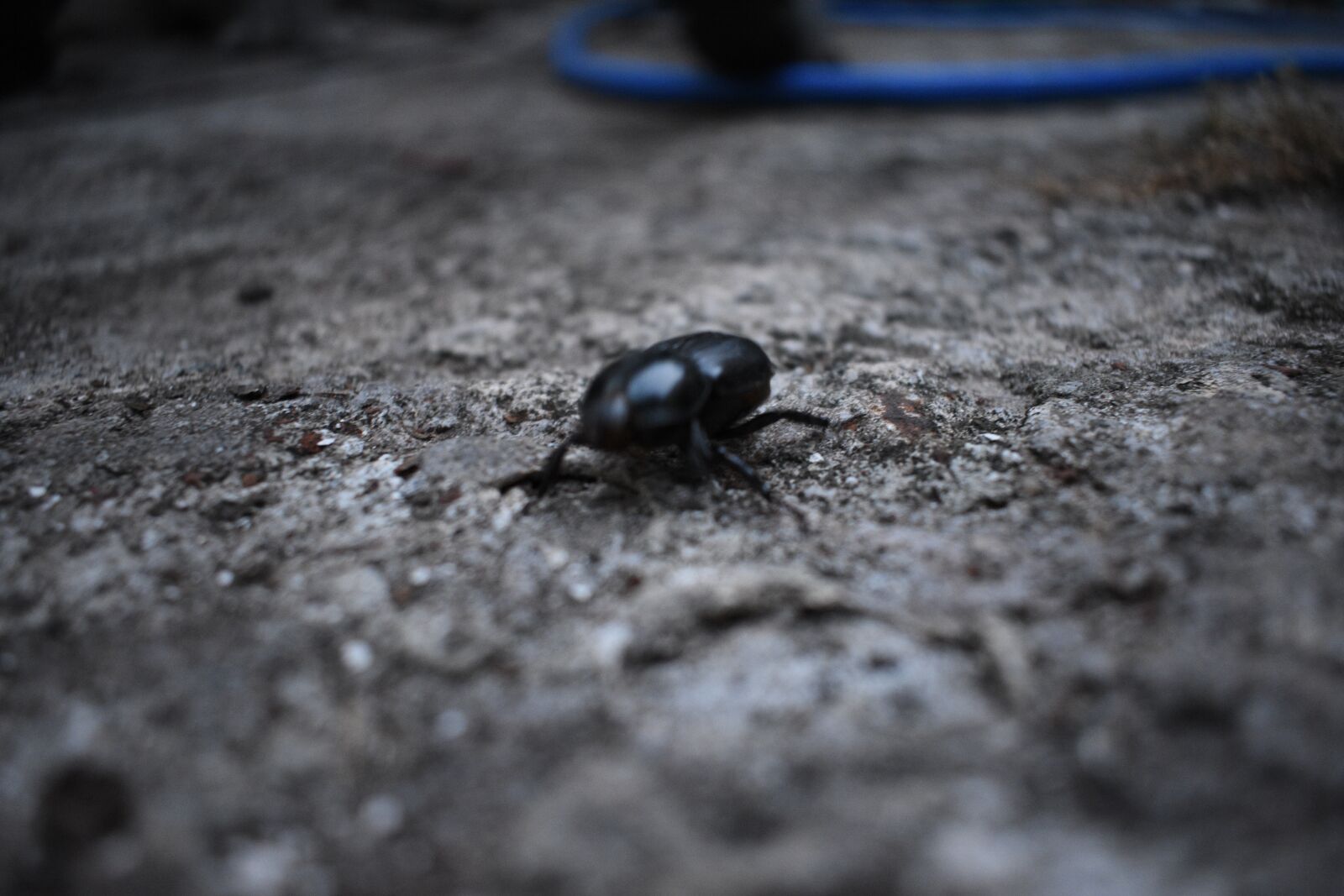 Nikon D3400 sample photo. Beetle, insect, black photography