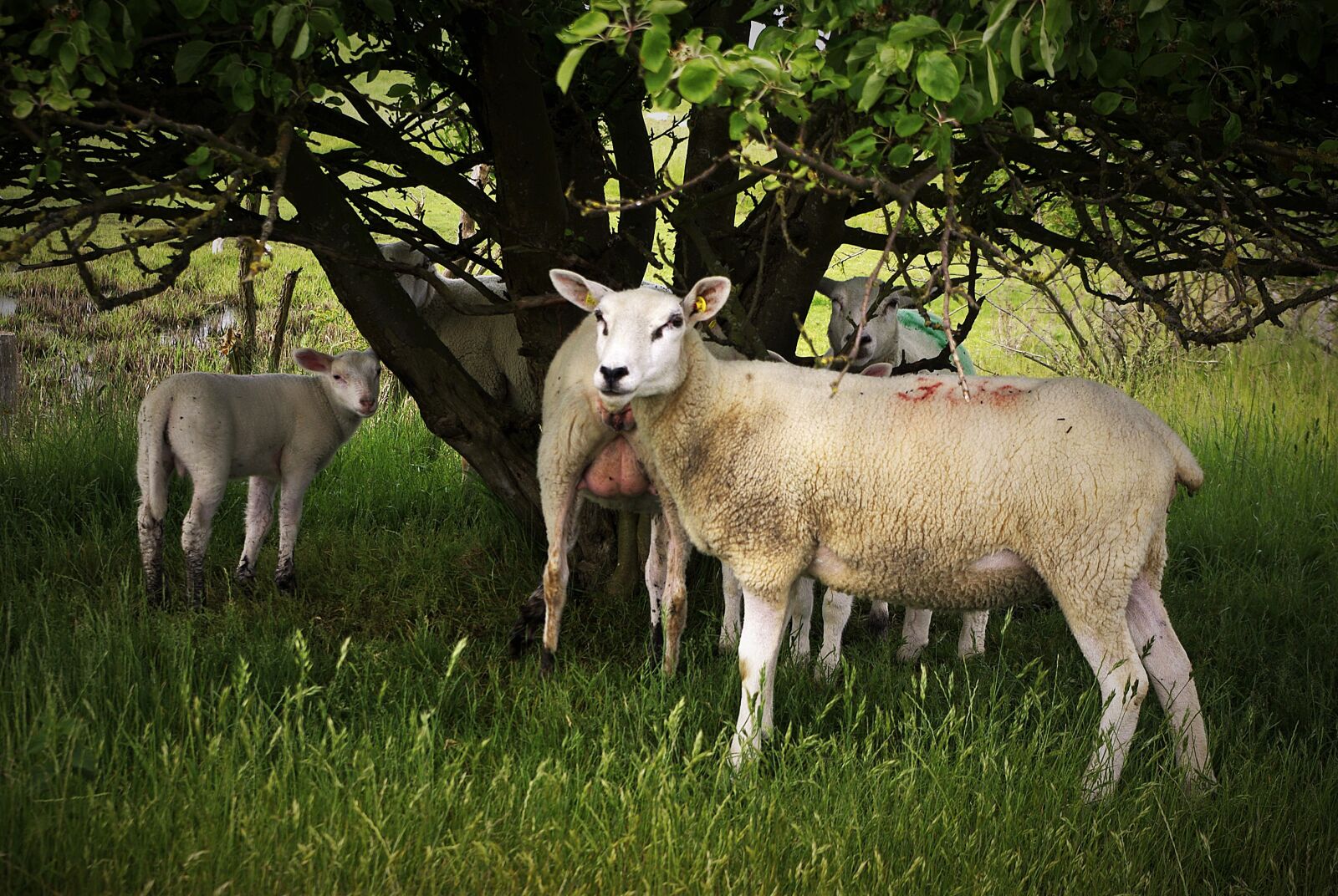 Pentax K-m (K2000) sample photo. Sheep, pasture, udder photography