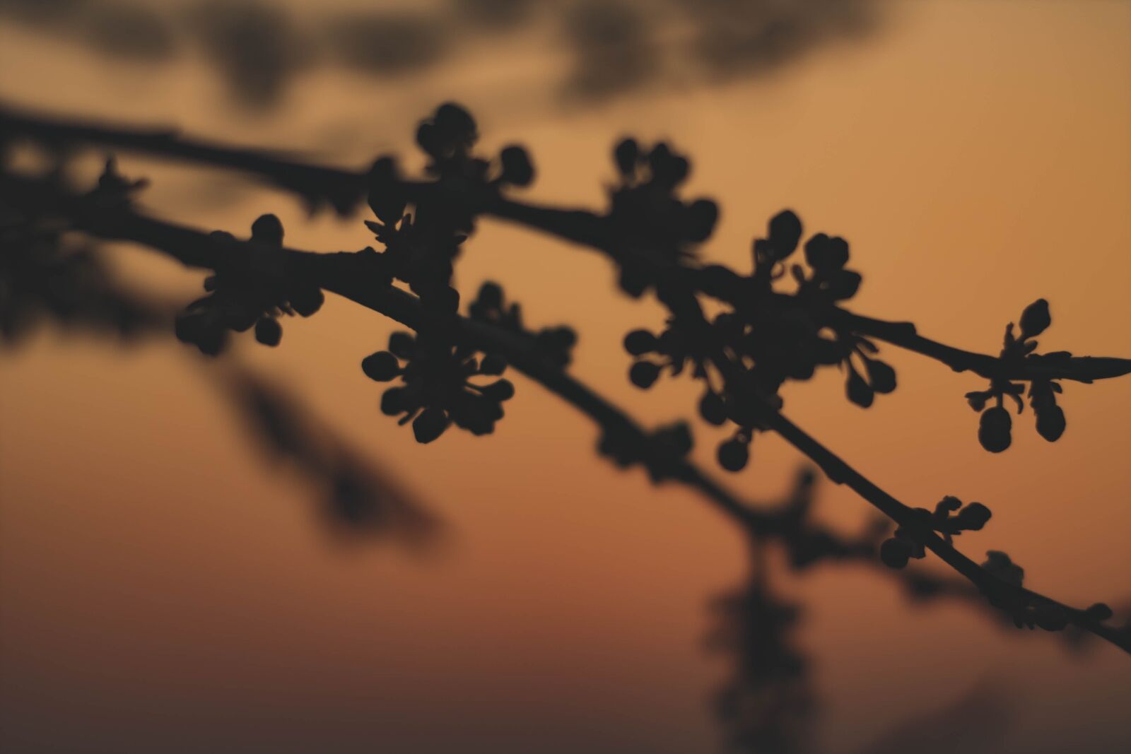 Canon EOS 1100D (EOS Rebel T3 / EOS Kiss X50) sample photo. Branch, tree, spring photography